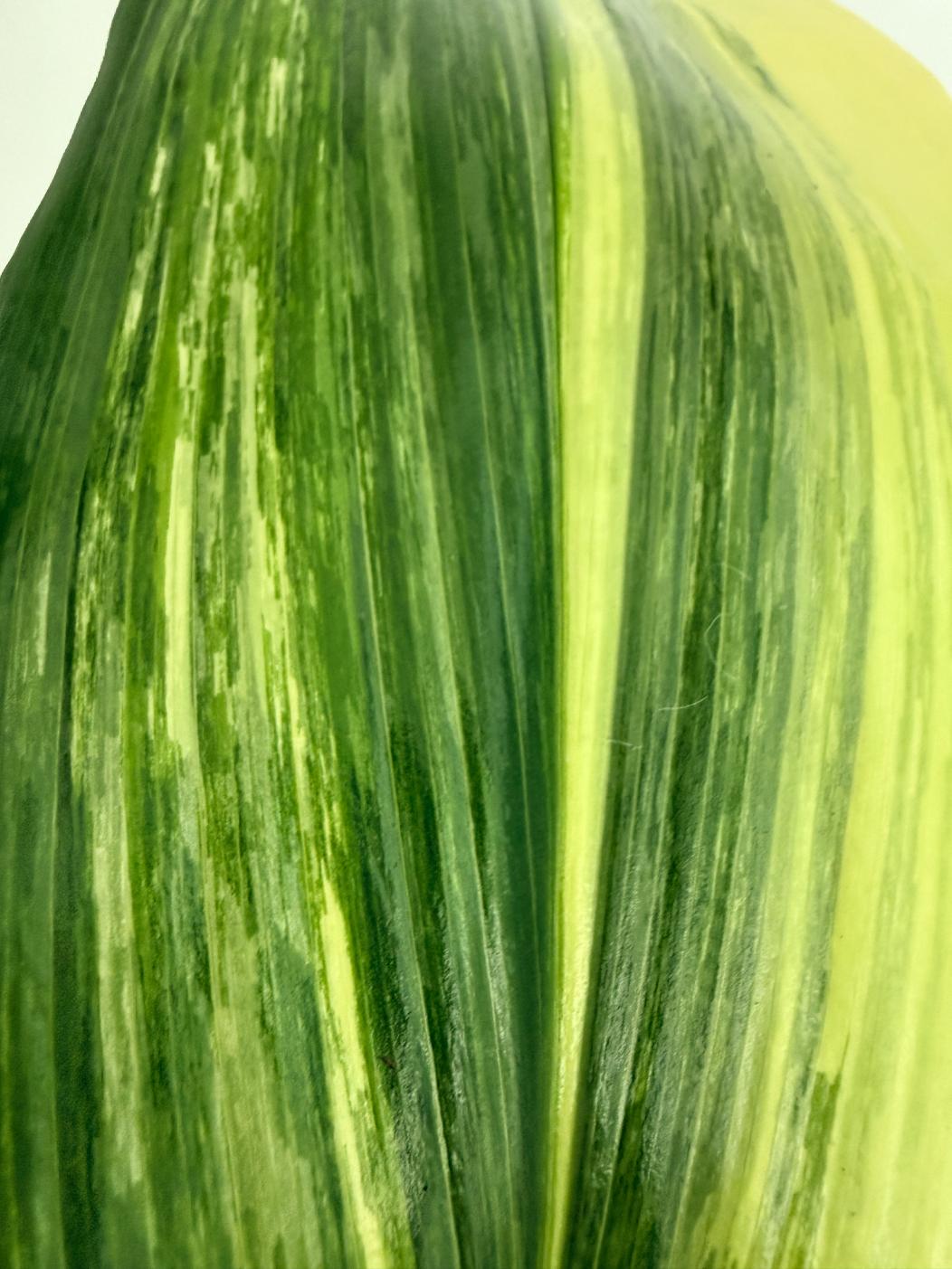 Aspidistra elatior variegata 5