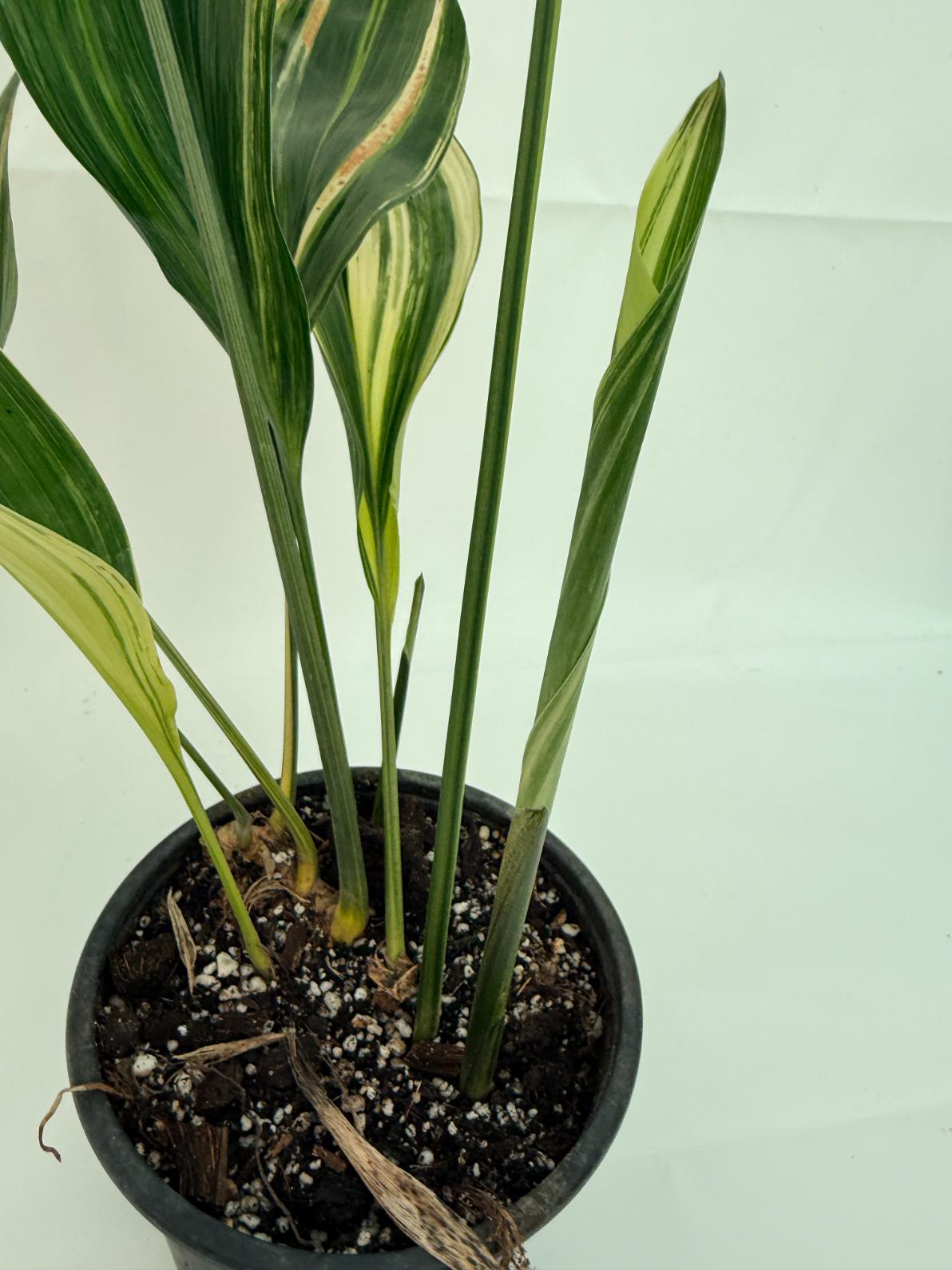 Aspidistra elatior variegata 9