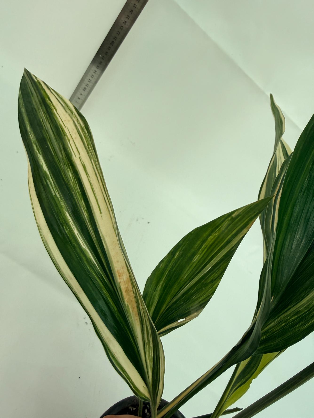 Aspidistra elatior variegata 10