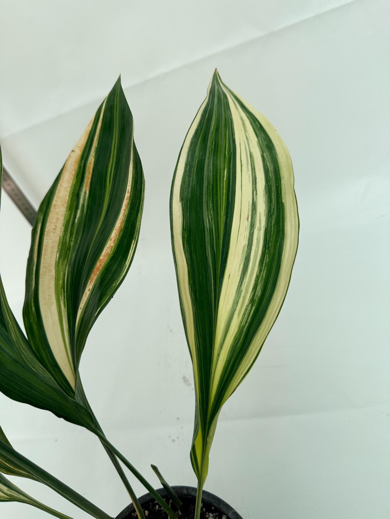 Aspidistra elatior variegata 11