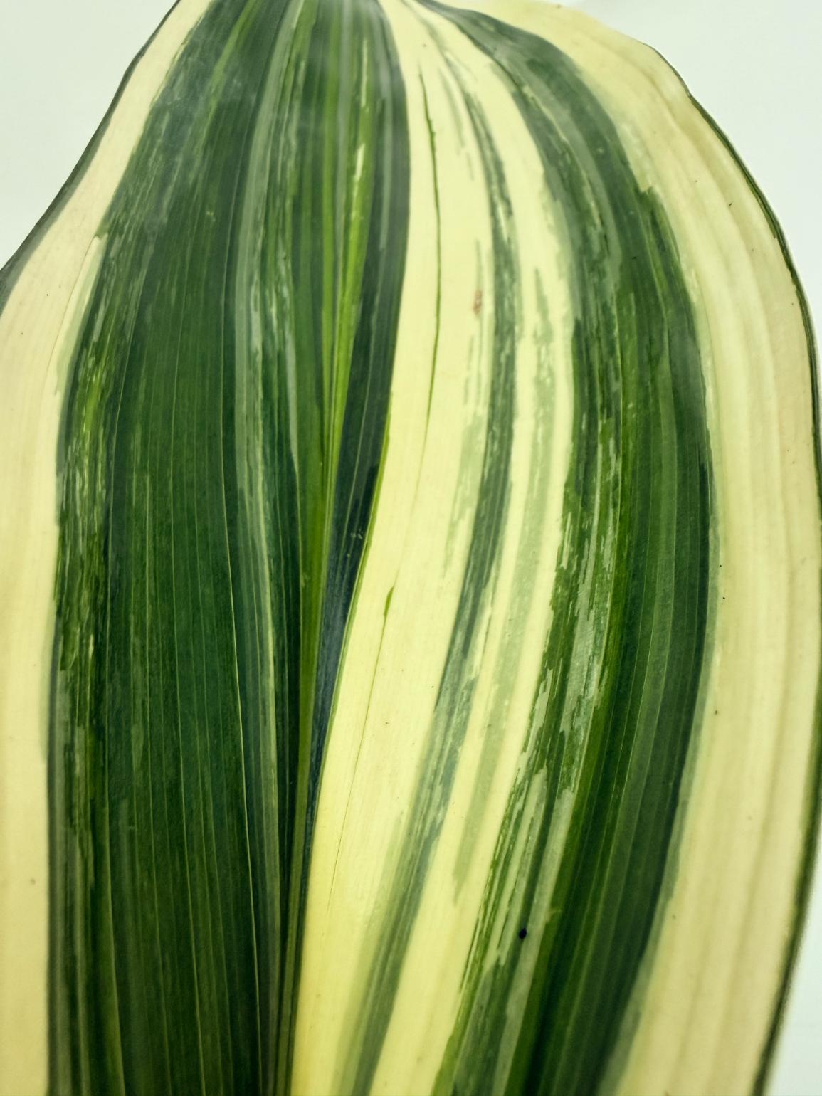 Aspidistra elatior variegata 2