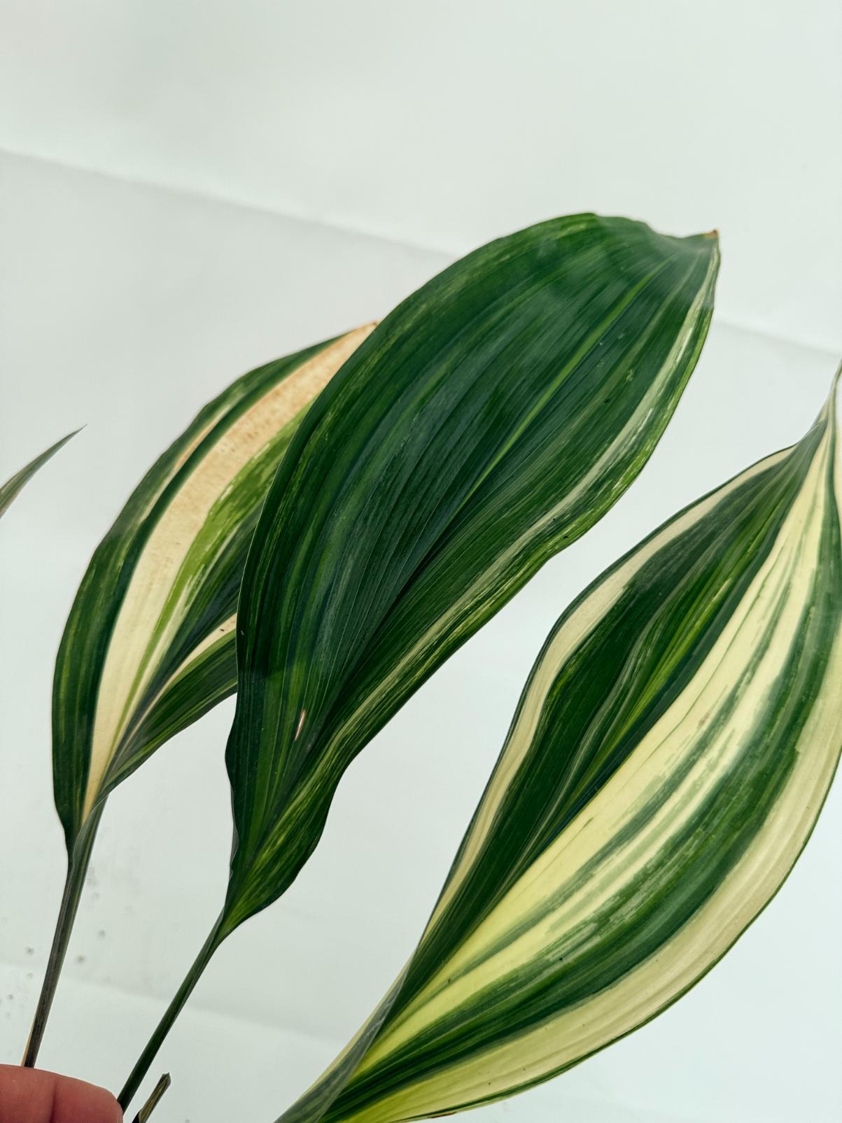 Aspidistra elatior variegata 12