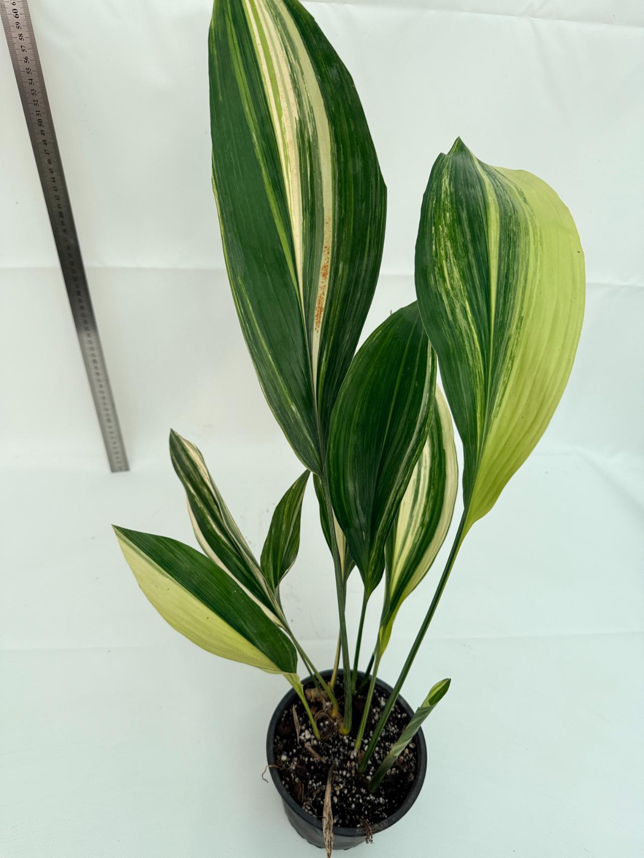 Aspidistra elatior variegata 3
