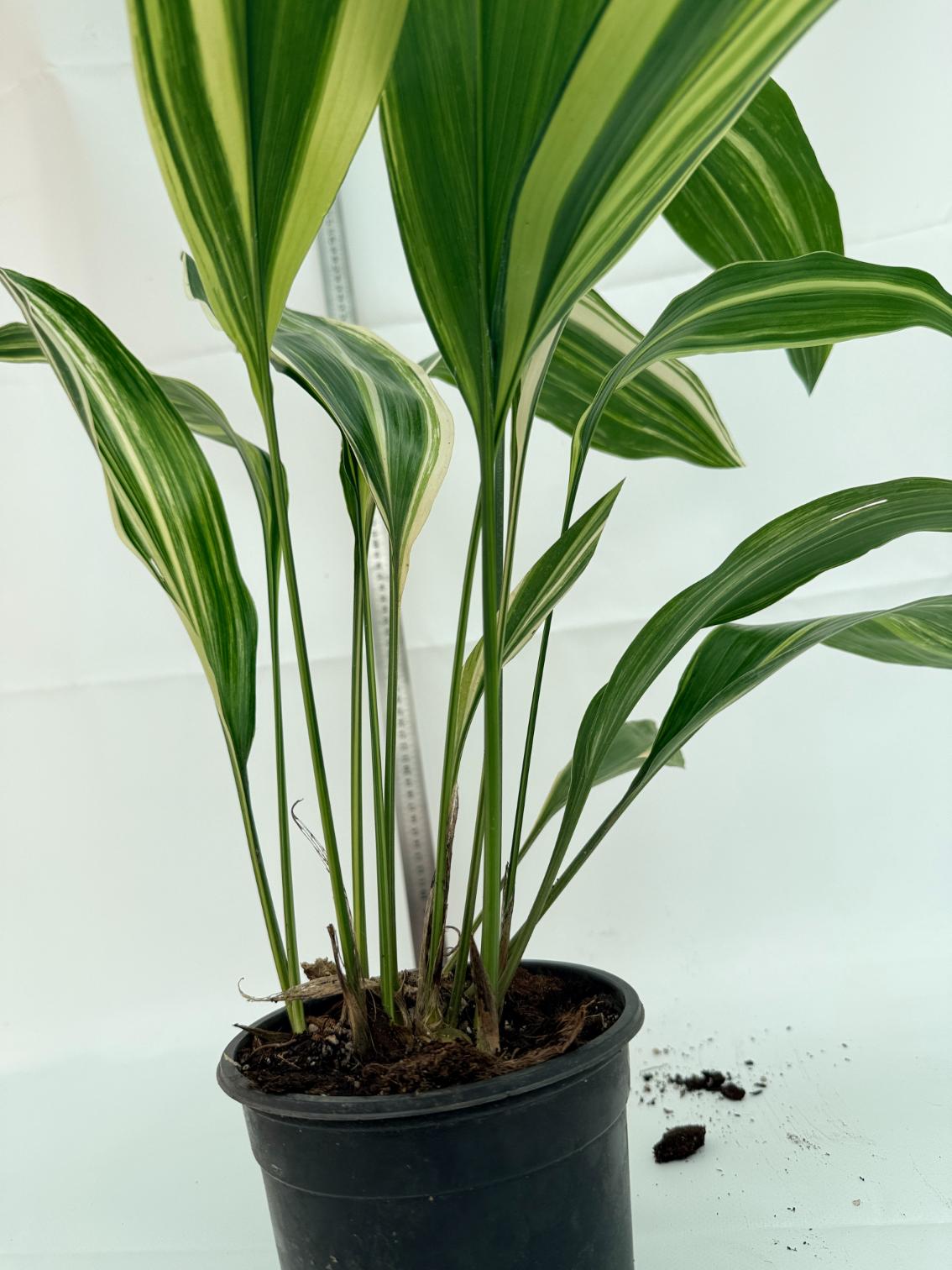 Aspidistra elatior variegata 15