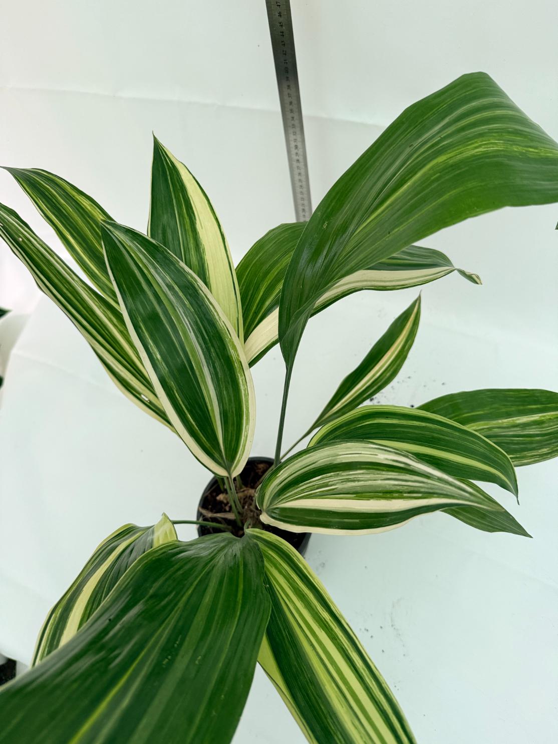 Aspidistra elatior variegata 1