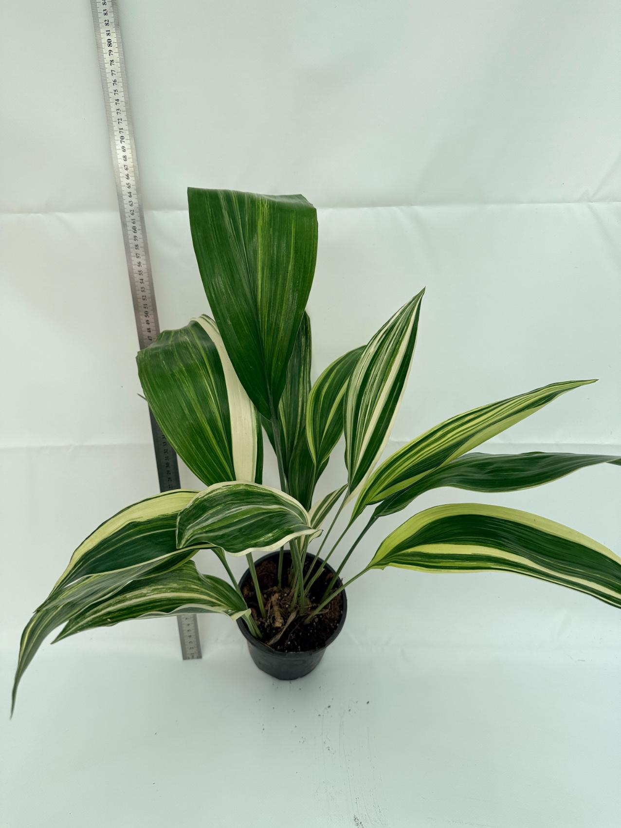 Aspidistra elatior variegata 5