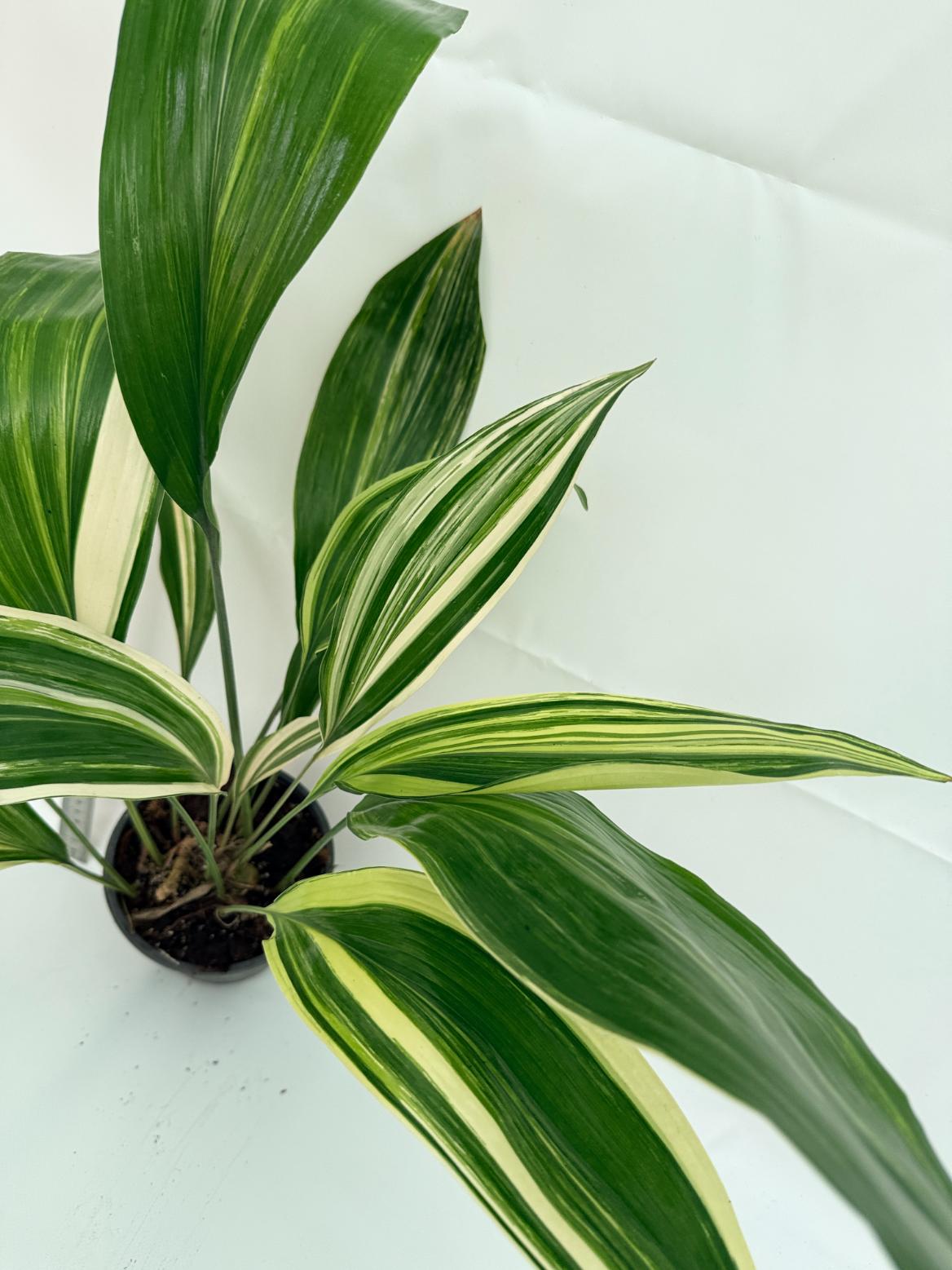 Aspidistra elatior variegata 6