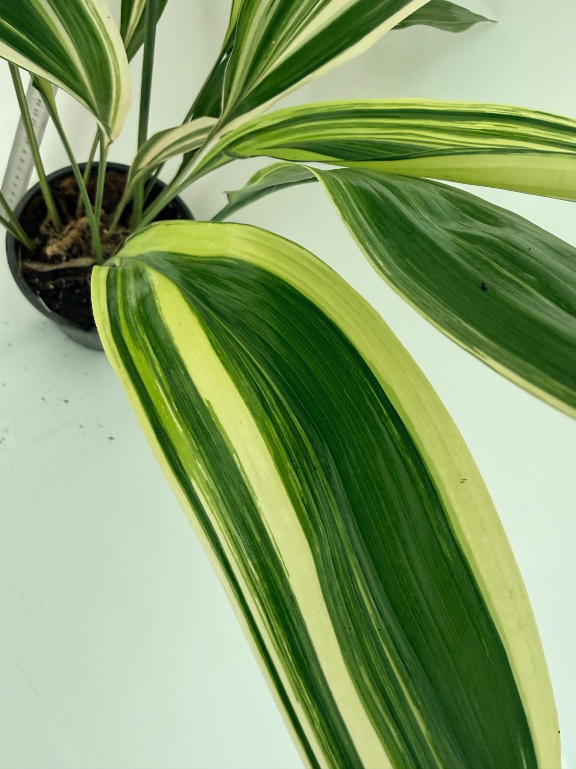 Aspidistra elatior variegata 7