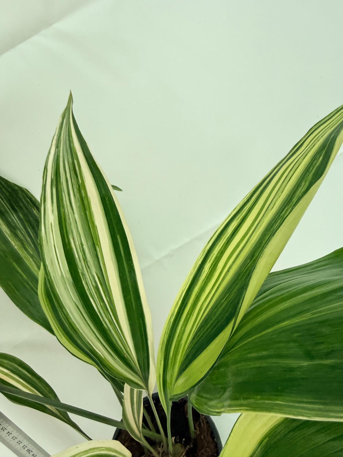 Aspidistra elatior variegata 8