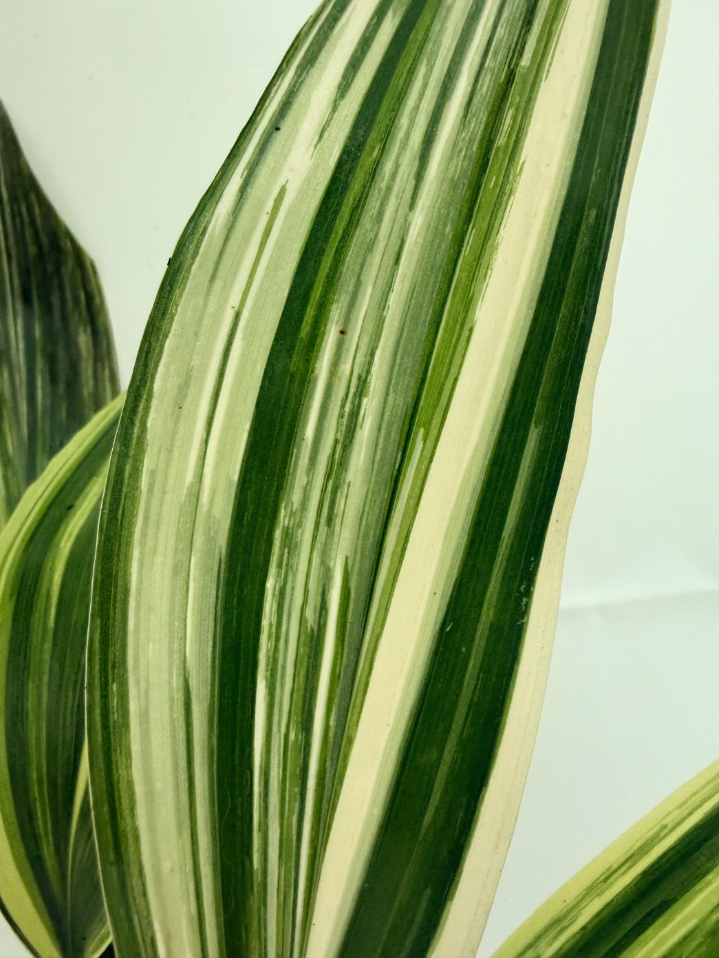 Aspidistra elatior variegata 4