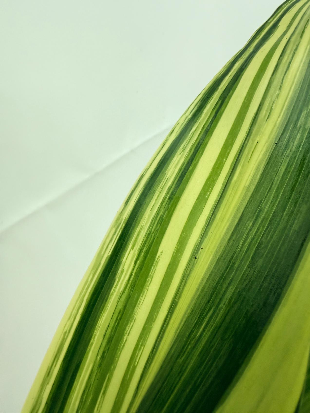Aspidistra elatior variegata 9