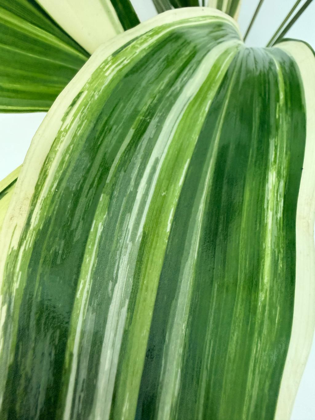 Aspidistra elatior variegata 10
