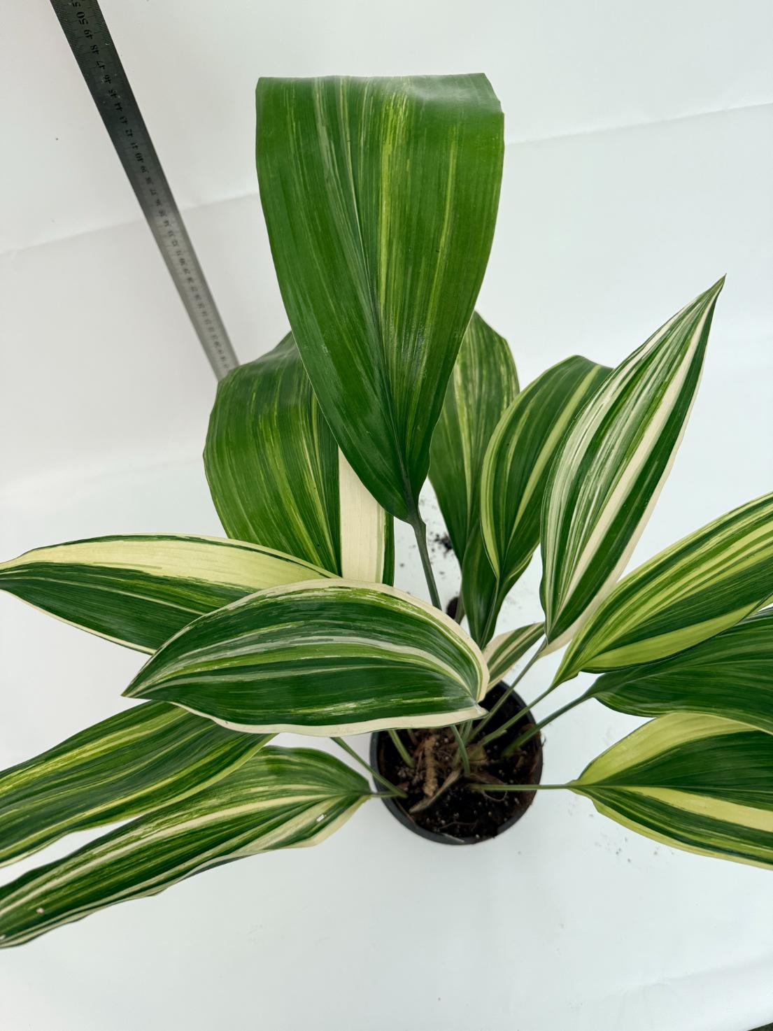 Aspidistra elatior variegata 11