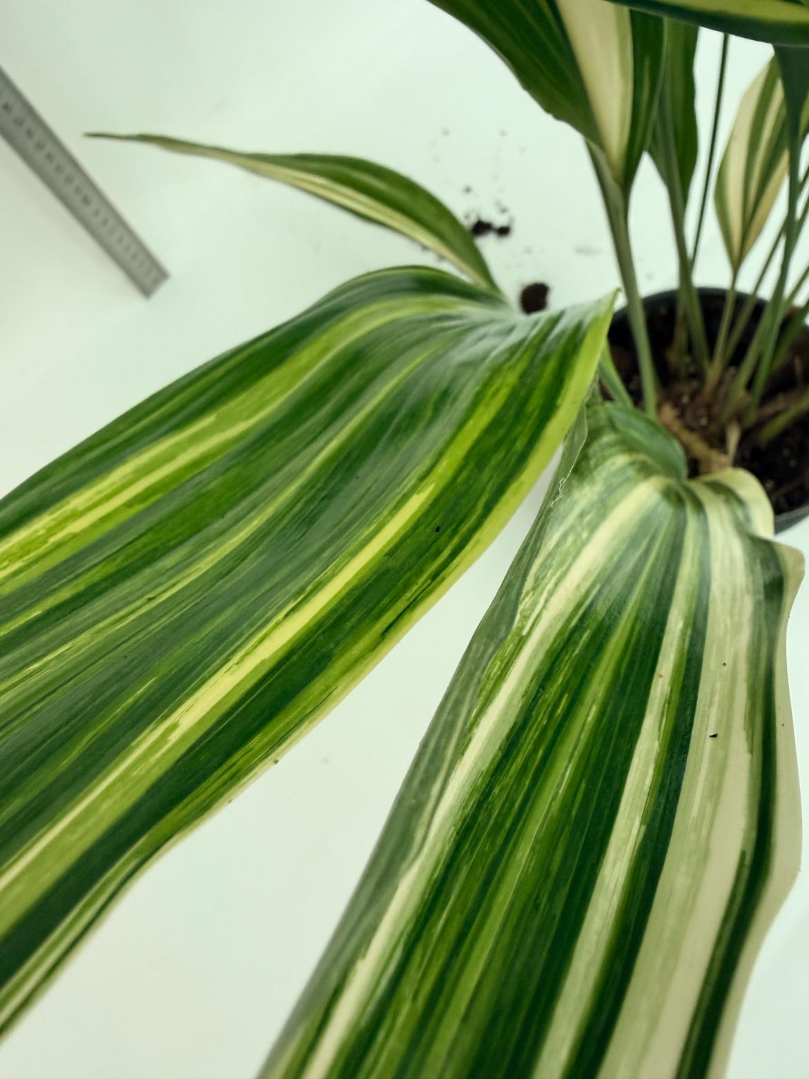 Aspidistra elatior variegata 12