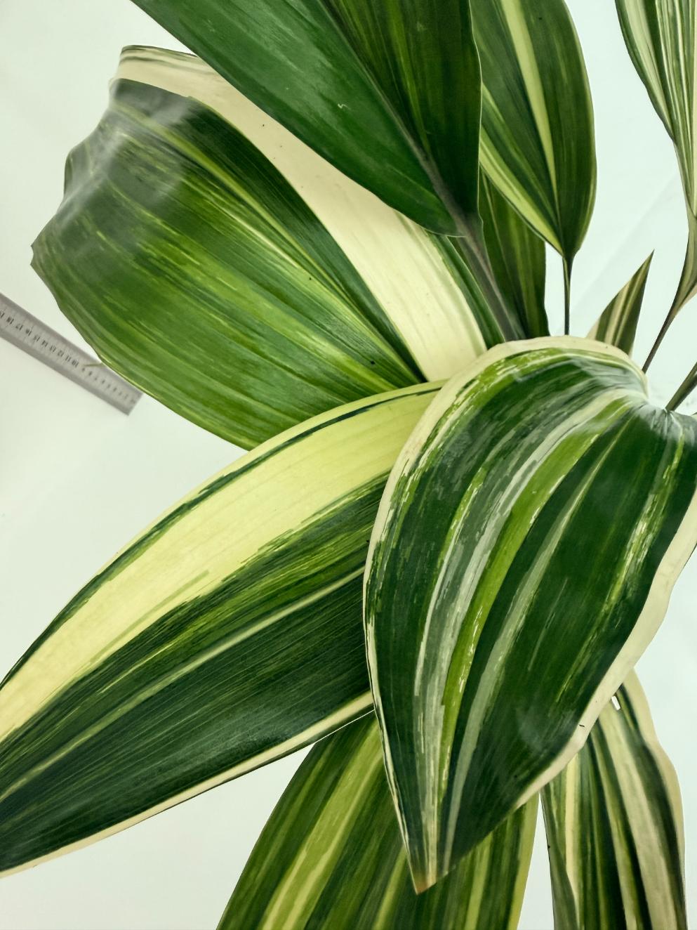 Aspidistra elatior variegata 13