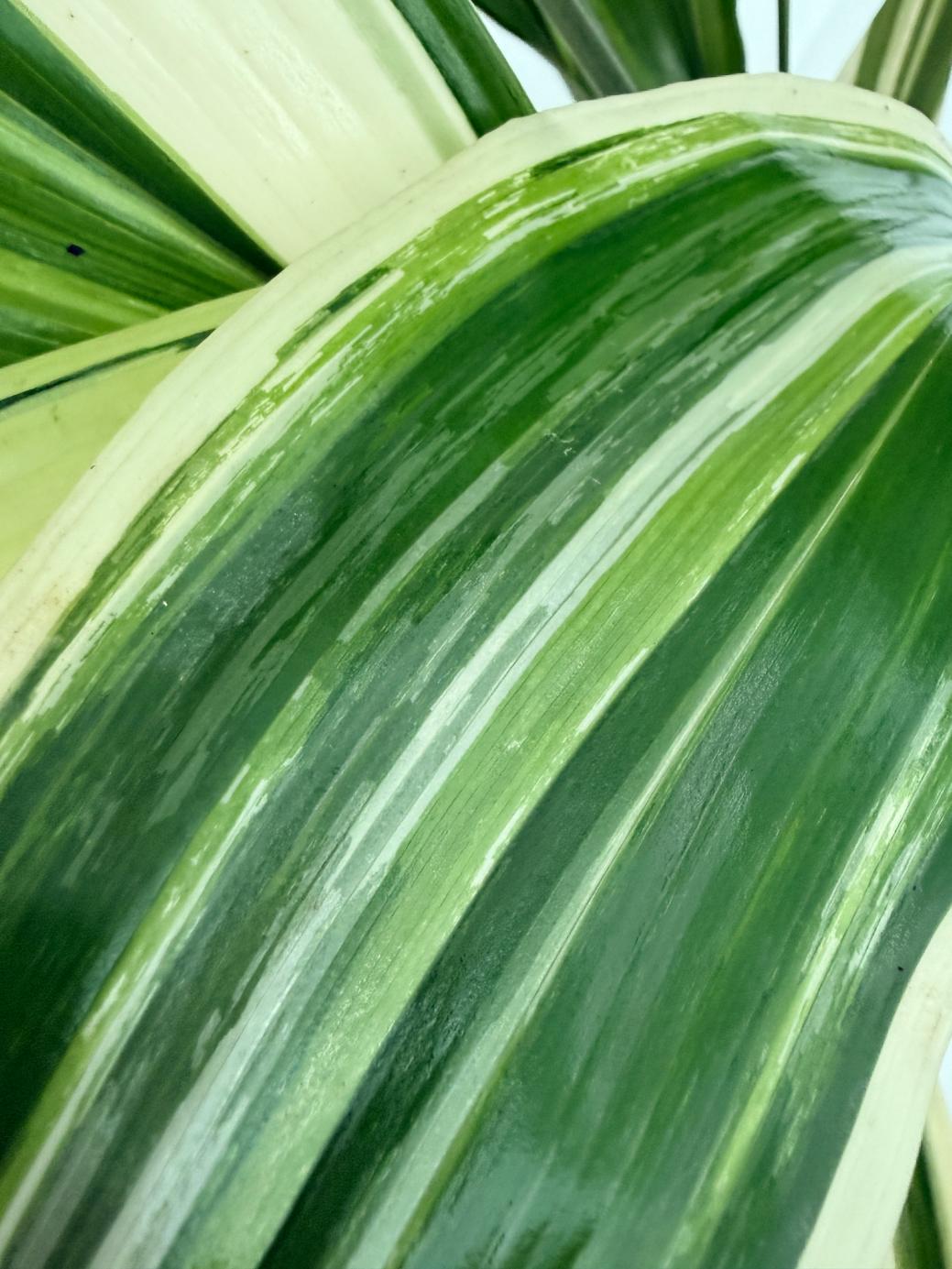 Aspidistra elatior variegata 2