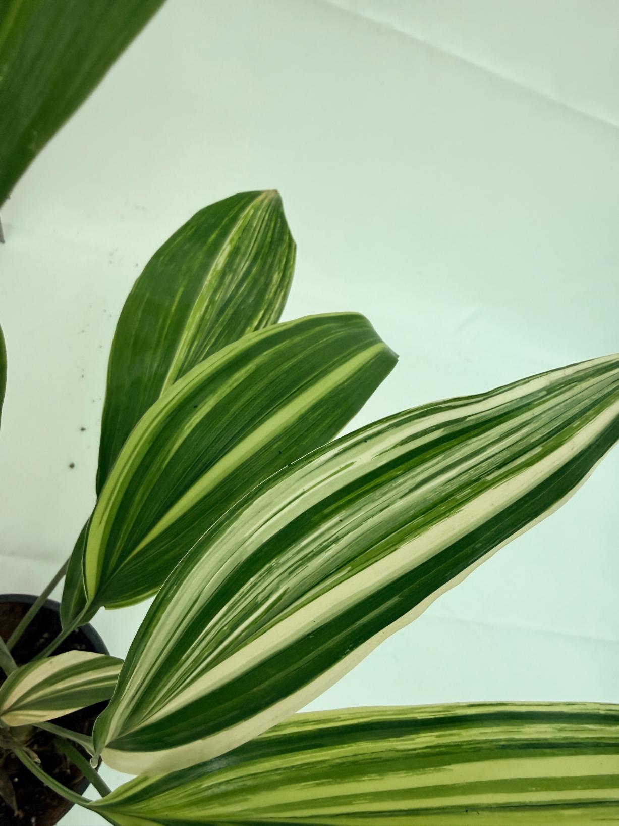 Aspidistra elatior variegata 3