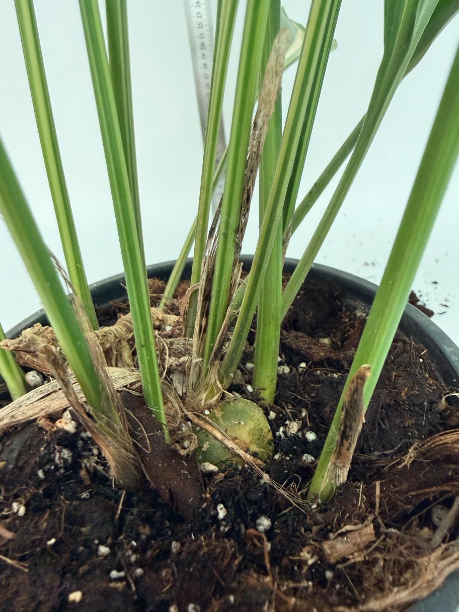Aspidistra elatior variegata 14
