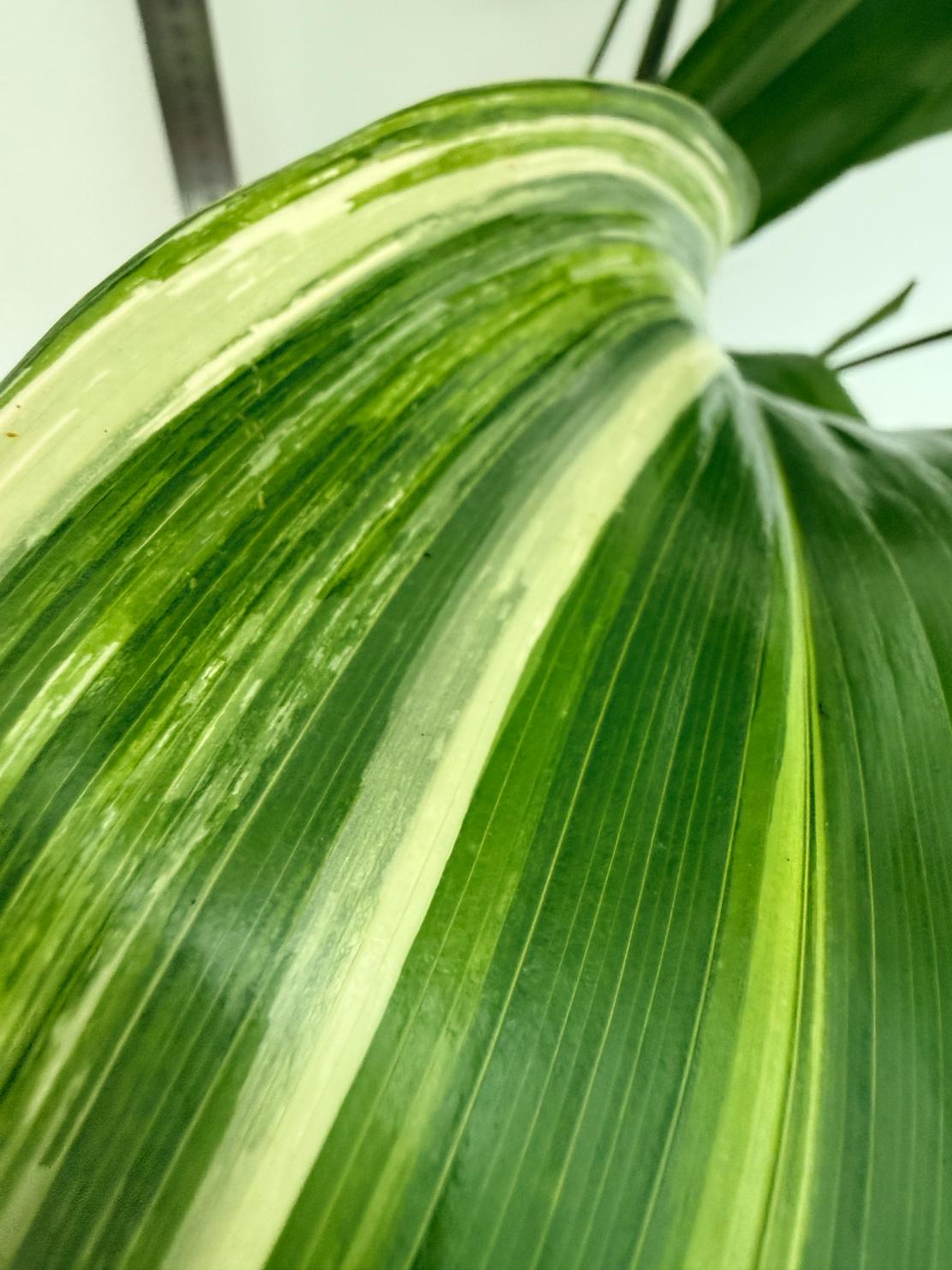 Aspidistra elatior variegata 3