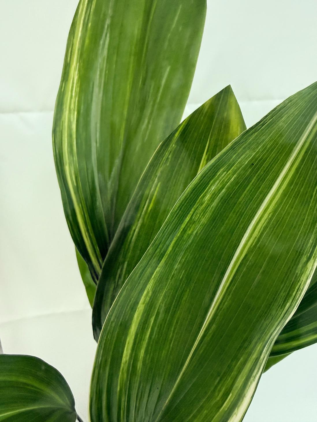 Aspidistra elatior variegata 4