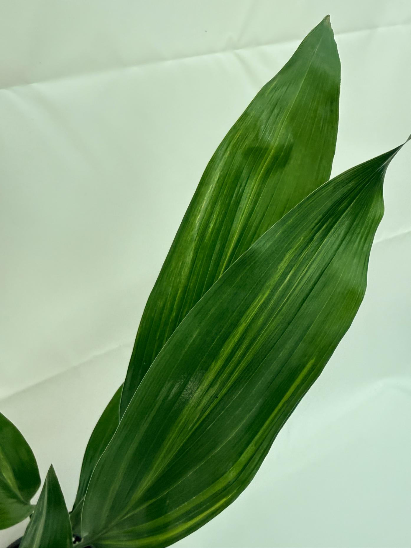 Aspidistra elatior variegata 5