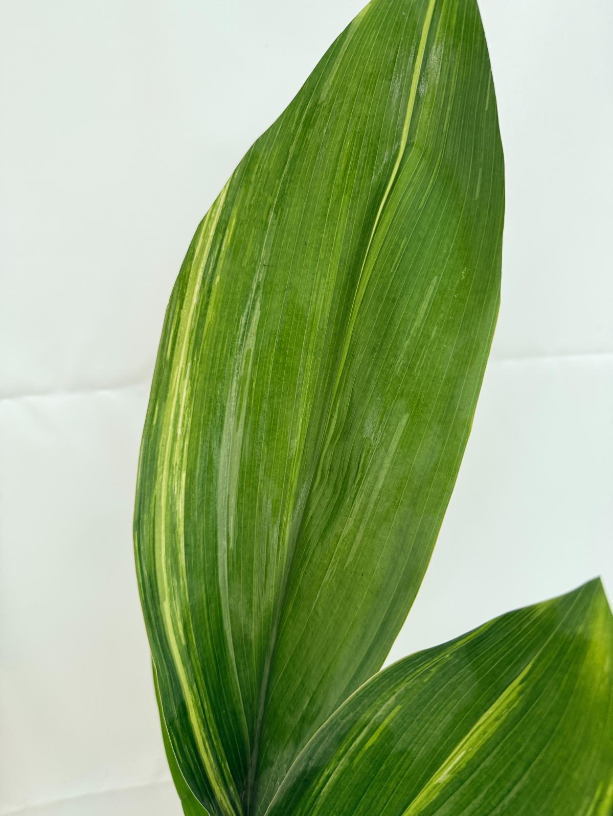 Aspidistra elatior variegata 6