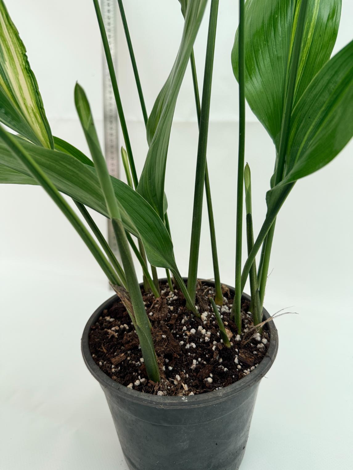 Aspidistra elatior variegata 13