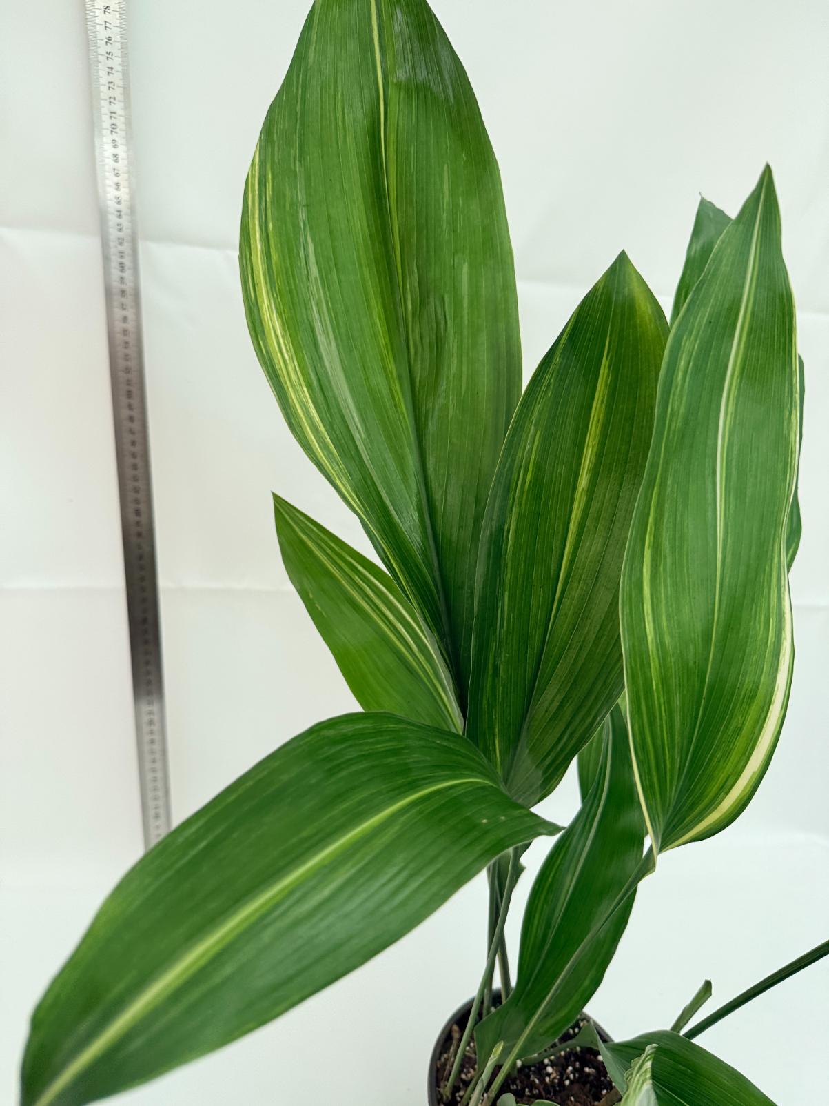 Aspidistra elatior variegata 7