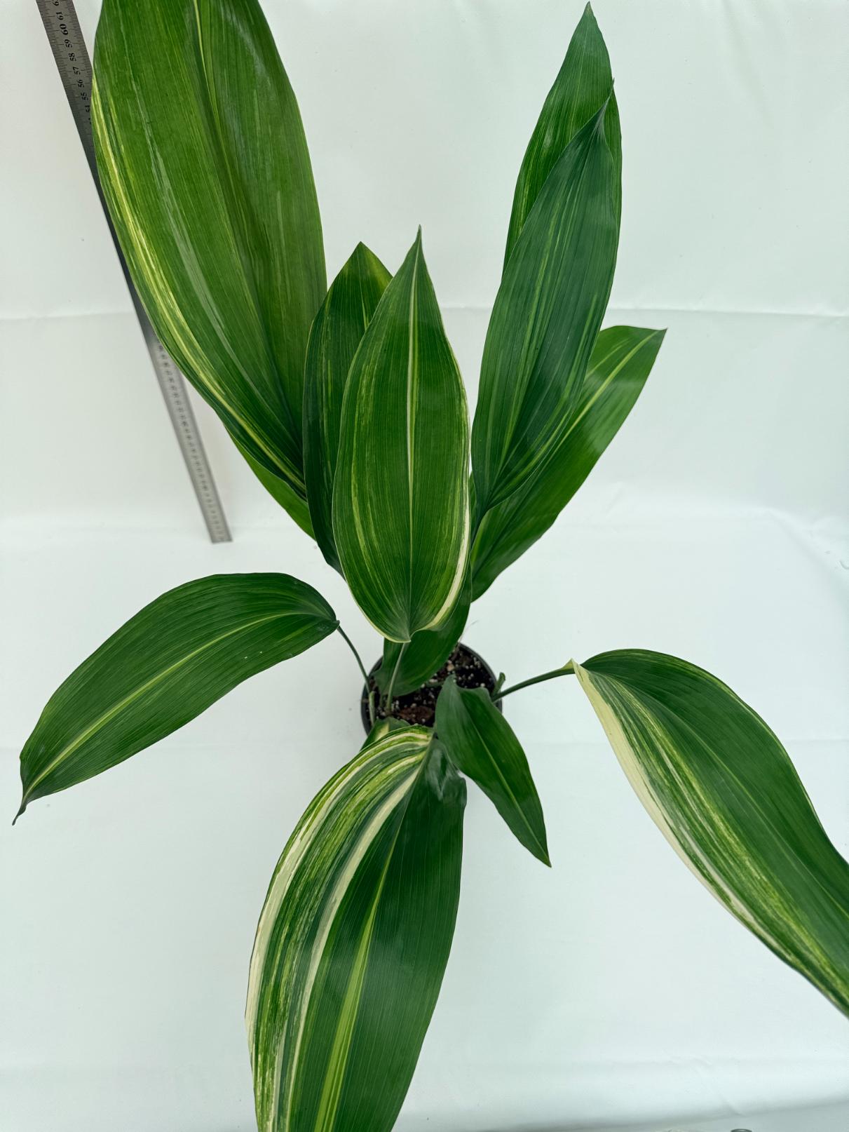 Aspidistra elatior variegata 8