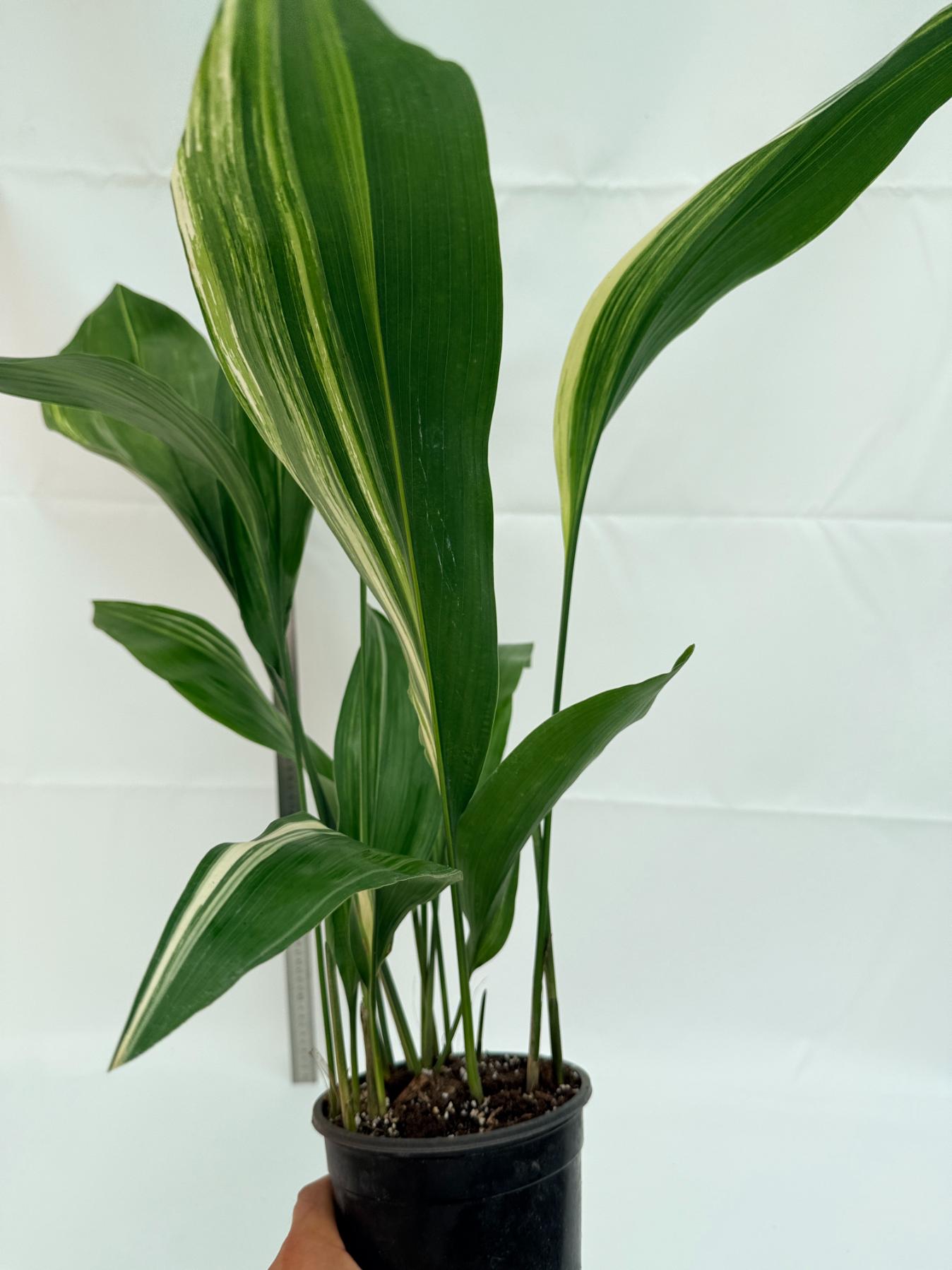 Aspidistra elatior variegata 9