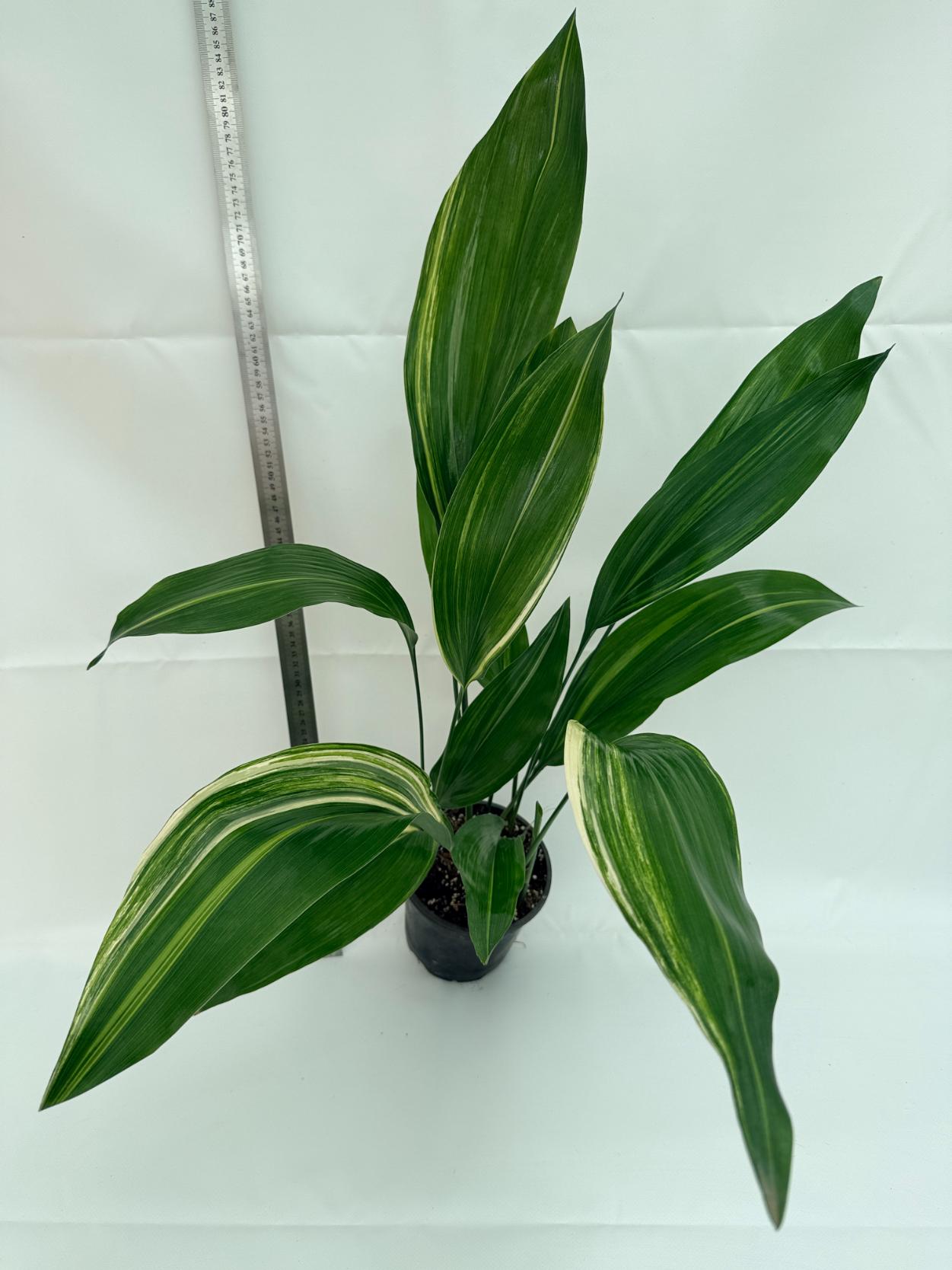 Aspidistra elatior variegata 1