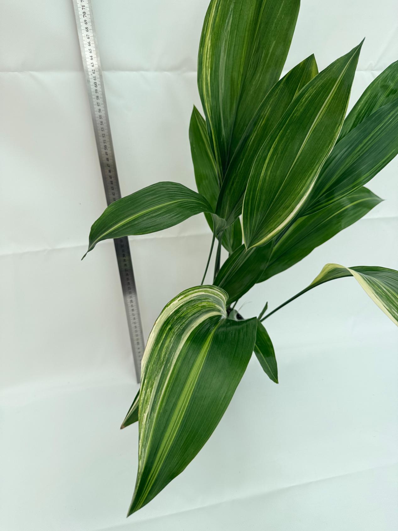 Aspidistra elatior variegata 10