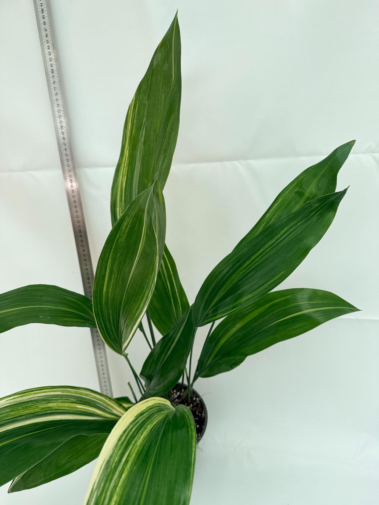 Aspidistra elatior variegata 11