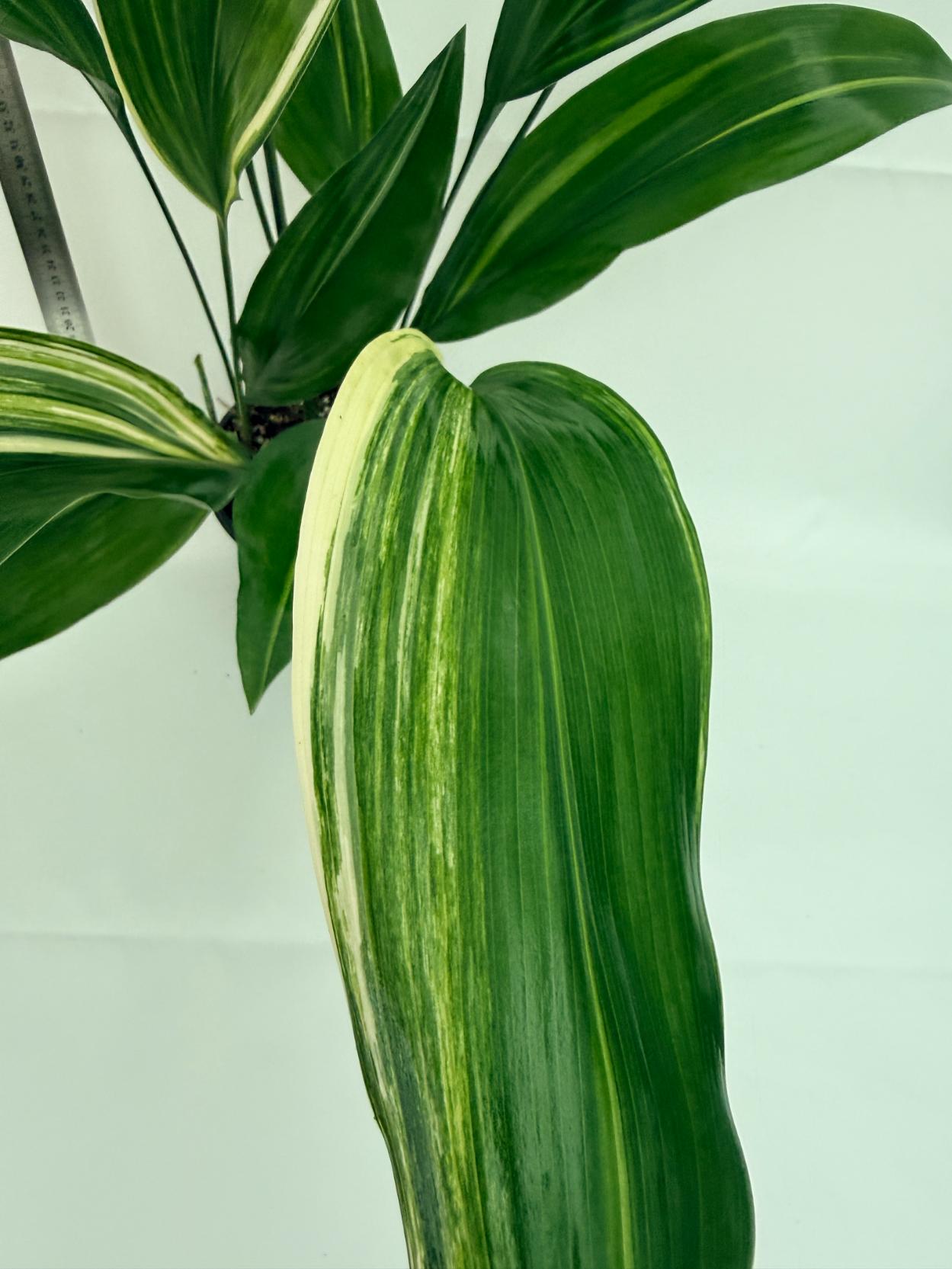 Aspidistra elatior variegata 12