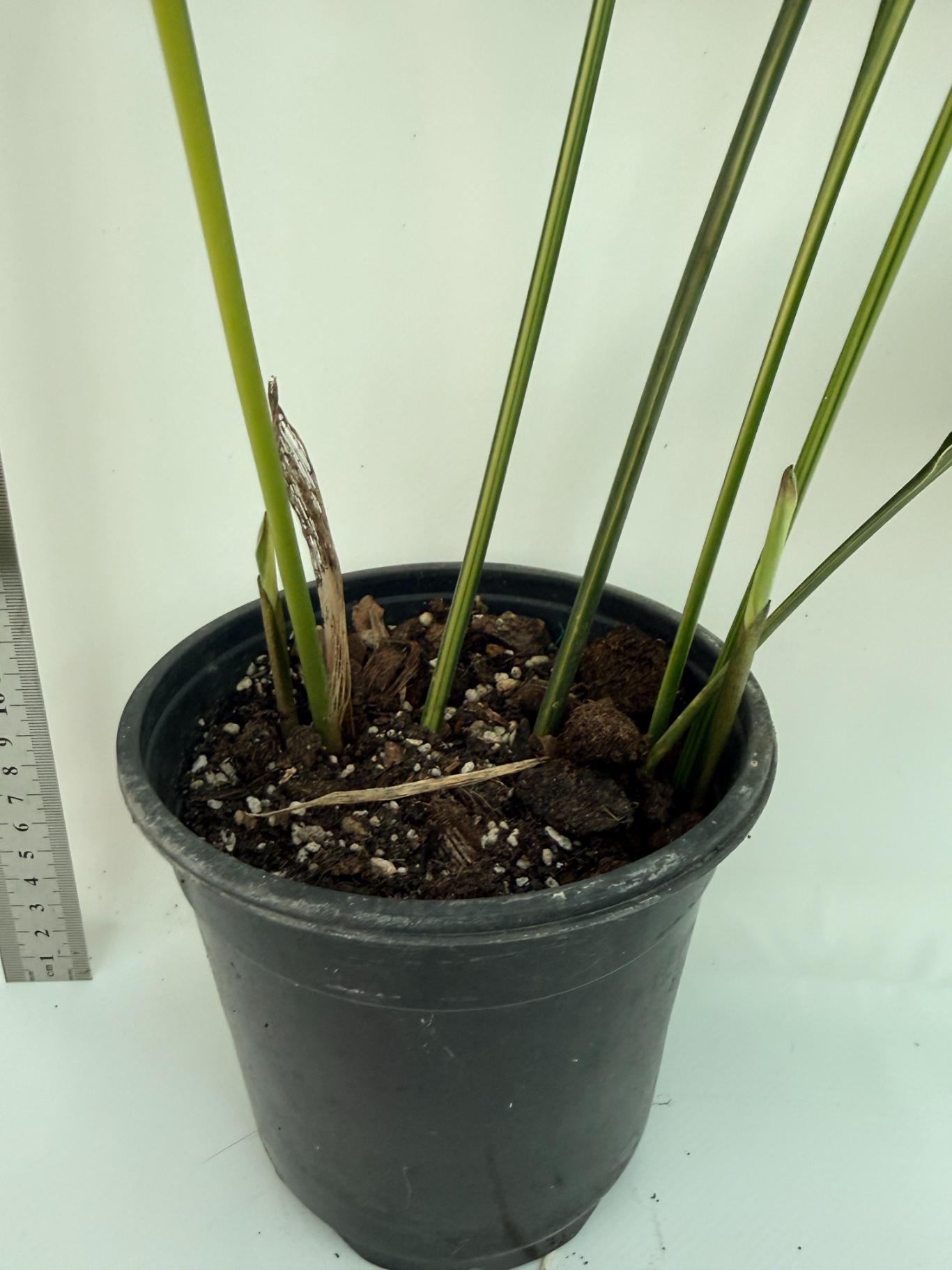 Aspidistra elatior variegata 12
