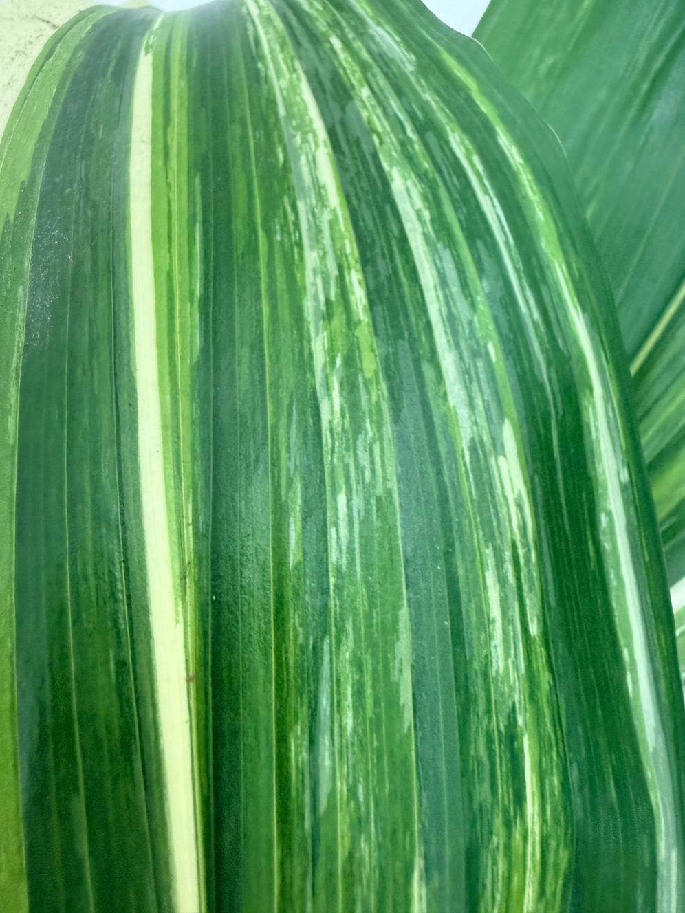 Aspidistra elatior variegata 7