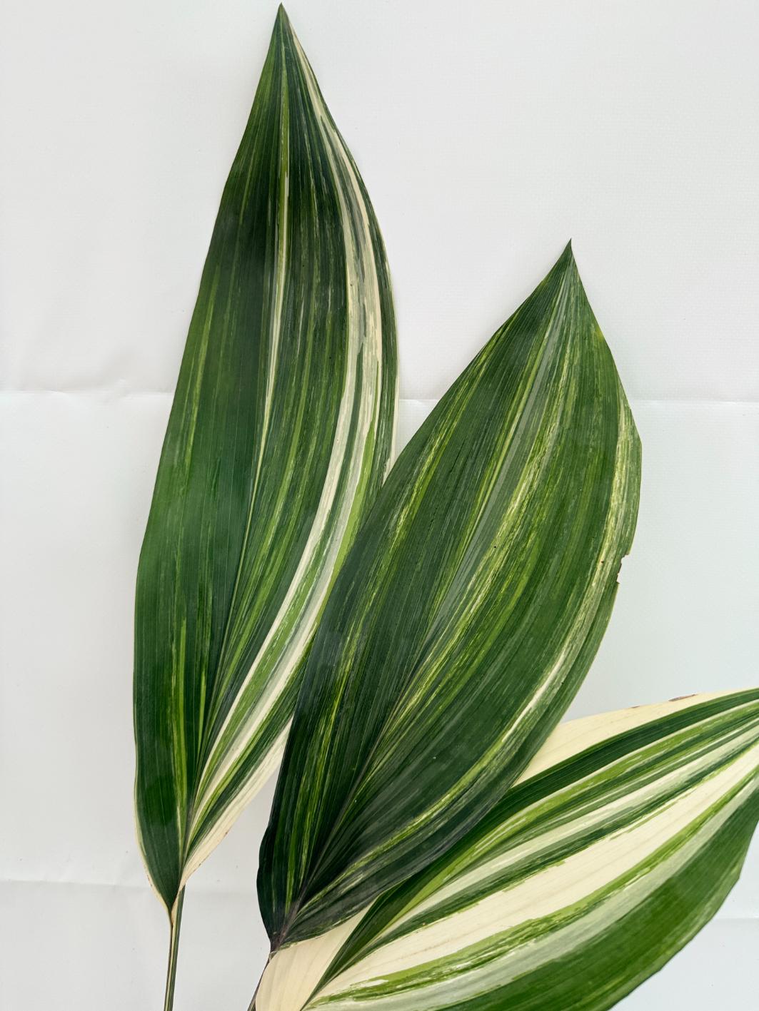Aspidistra elatior variegata 9