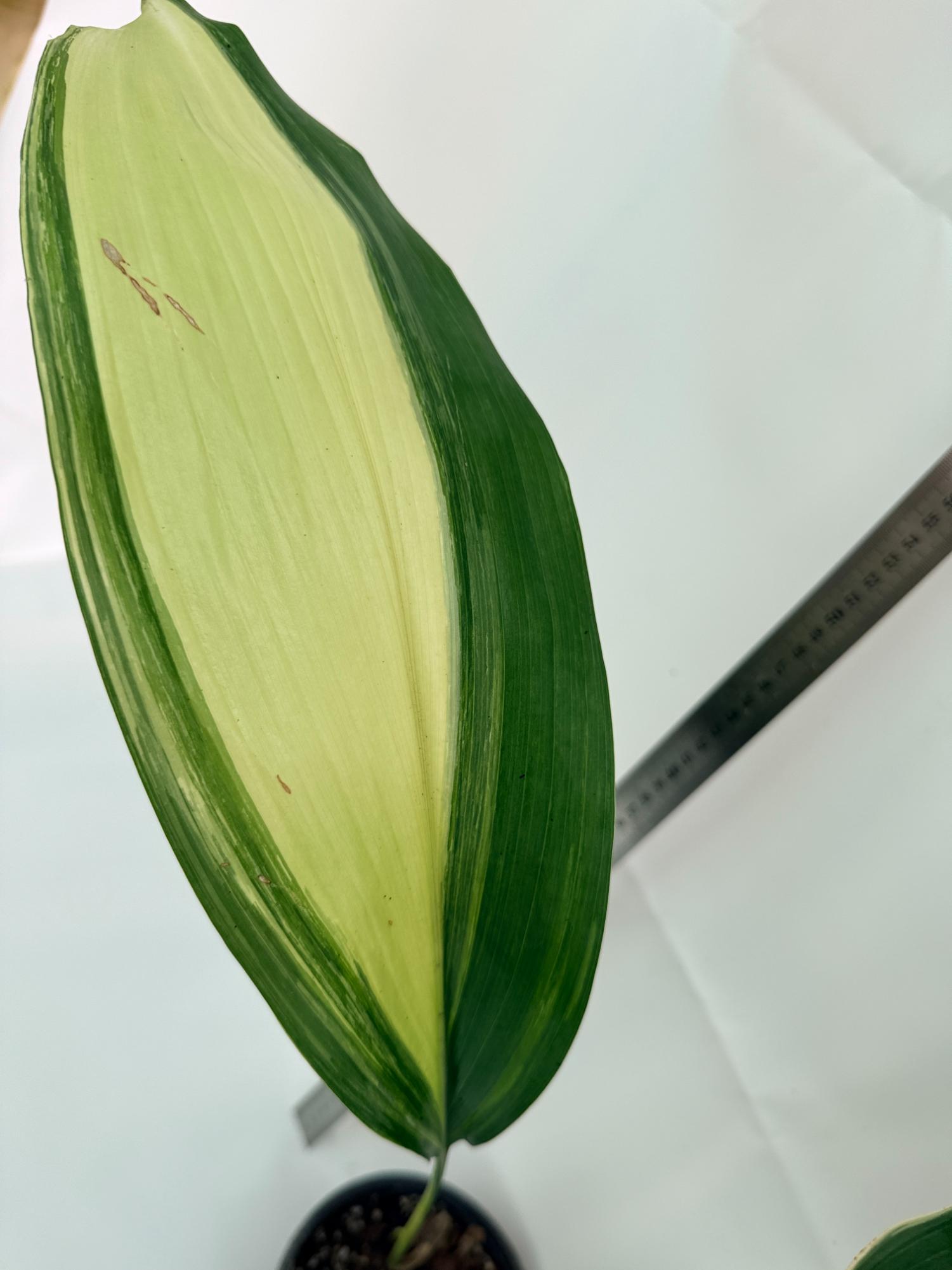 Aspidistra elatior variegata 10