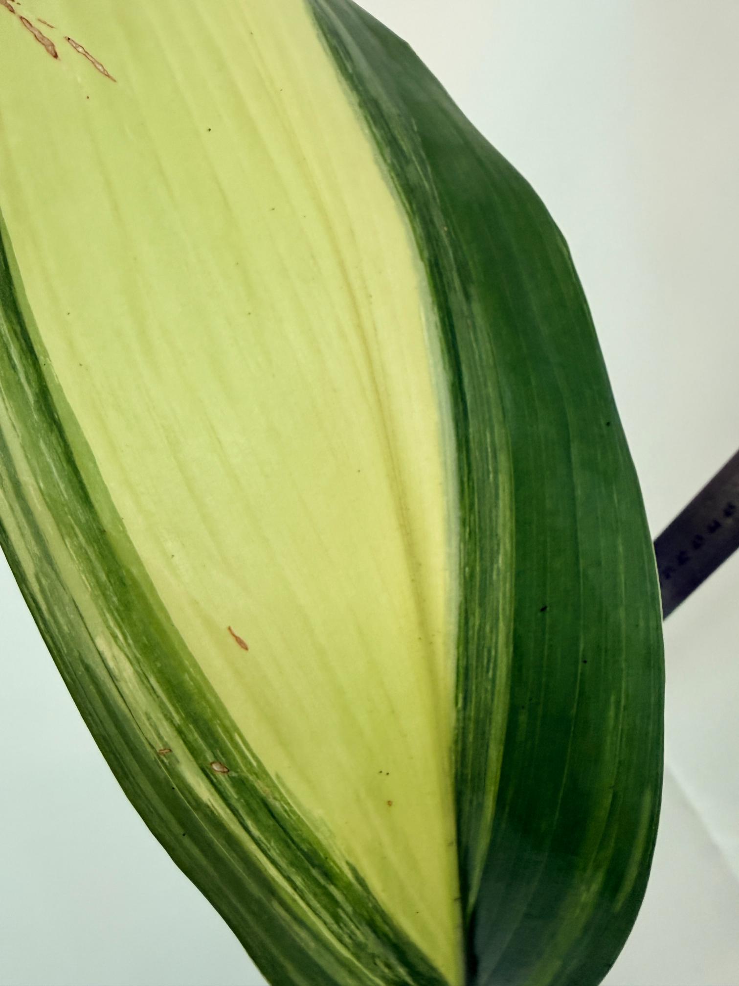 Aspidistra elatior variegata 11