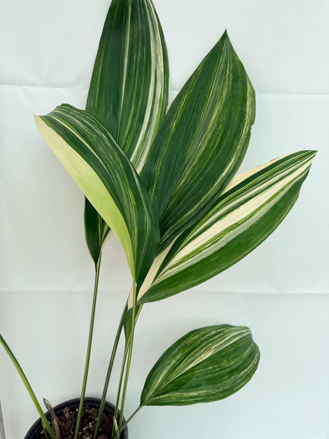 Aspidistra elatior variegata 4