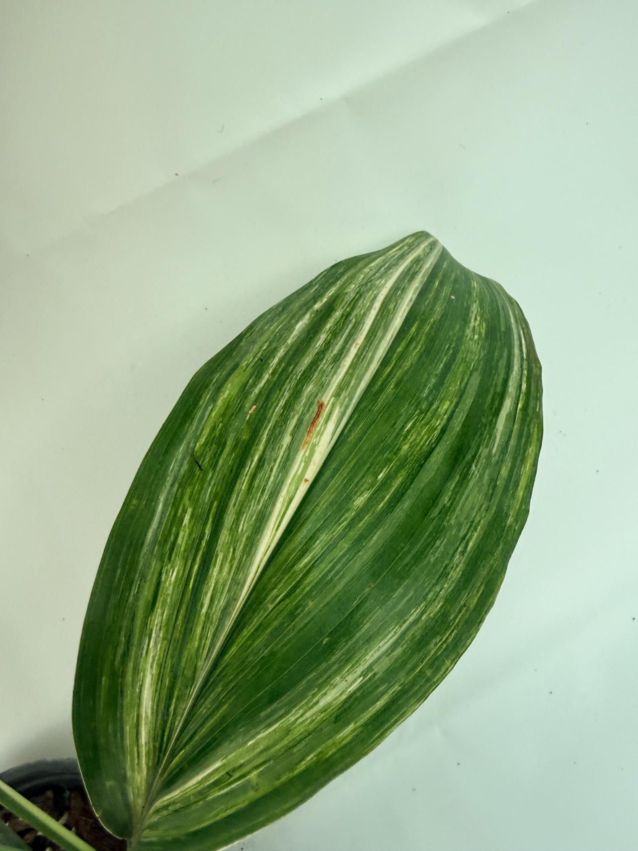 Aspidistra elatior variegata 5