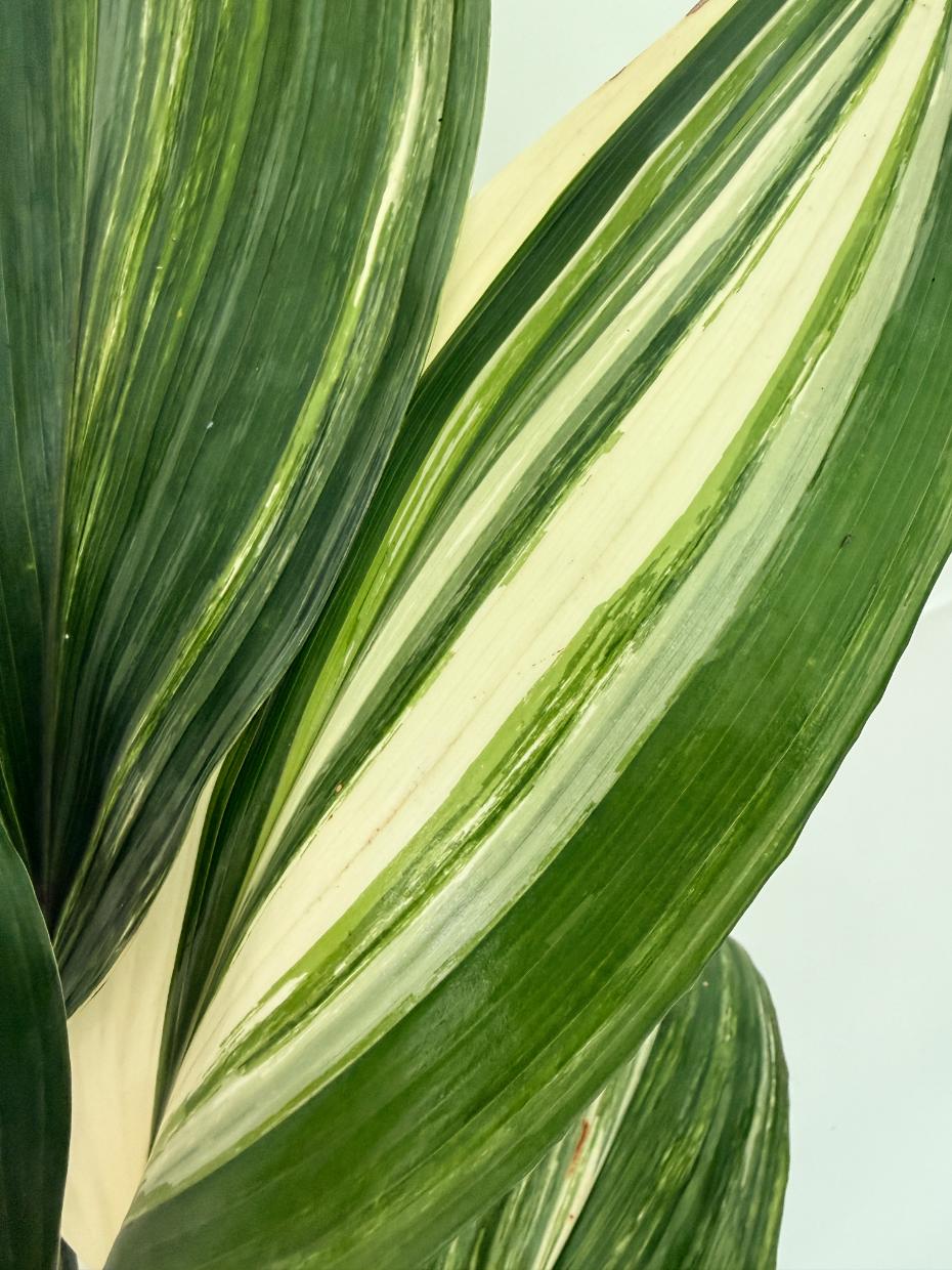 Aspidistra elatior variegata 3