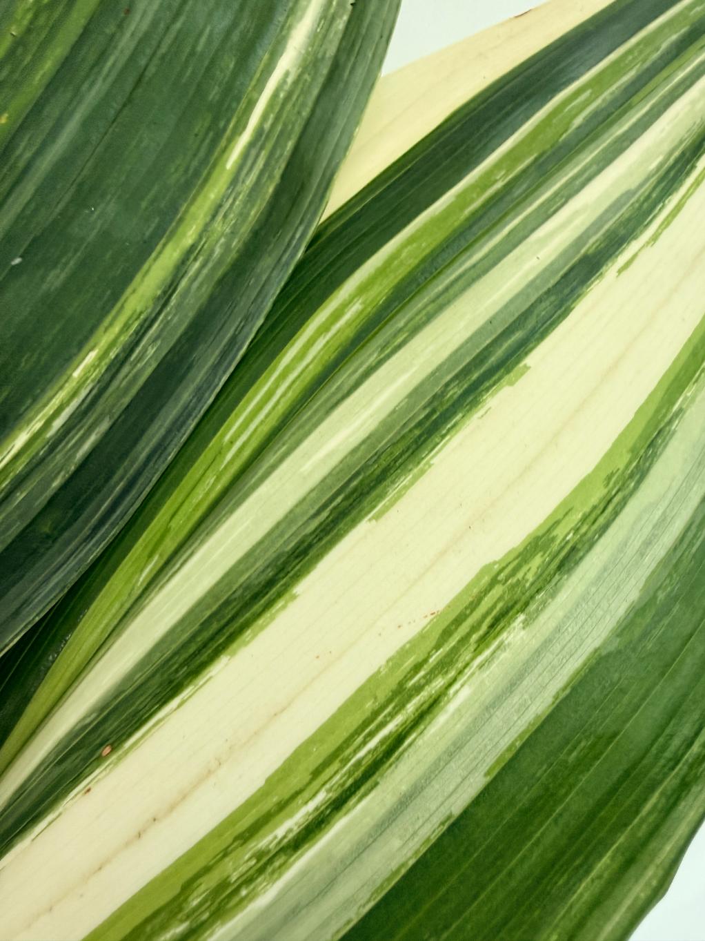 Aspidistra elatior variegata 8