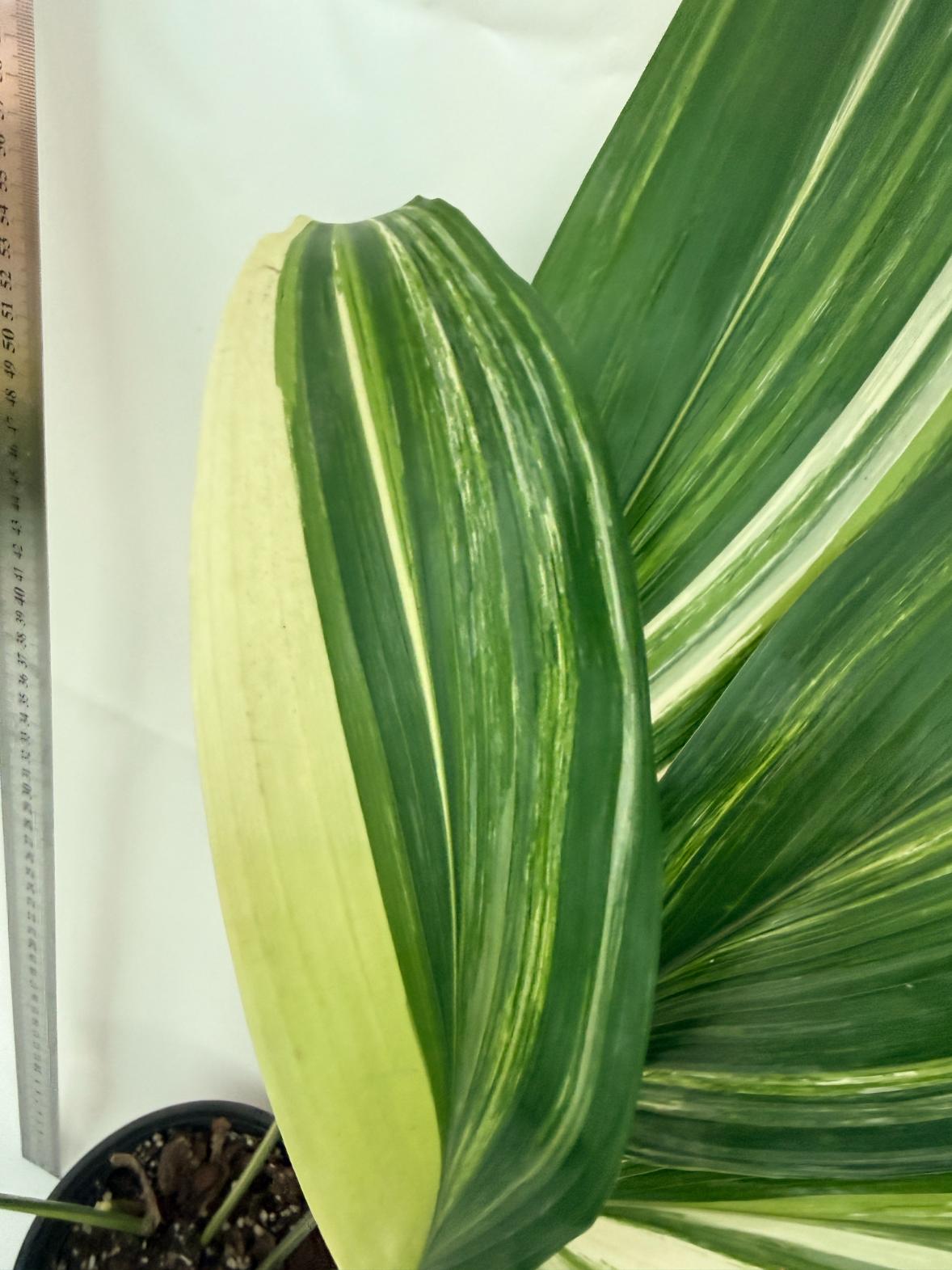 Aspidistra elatior variegata 6