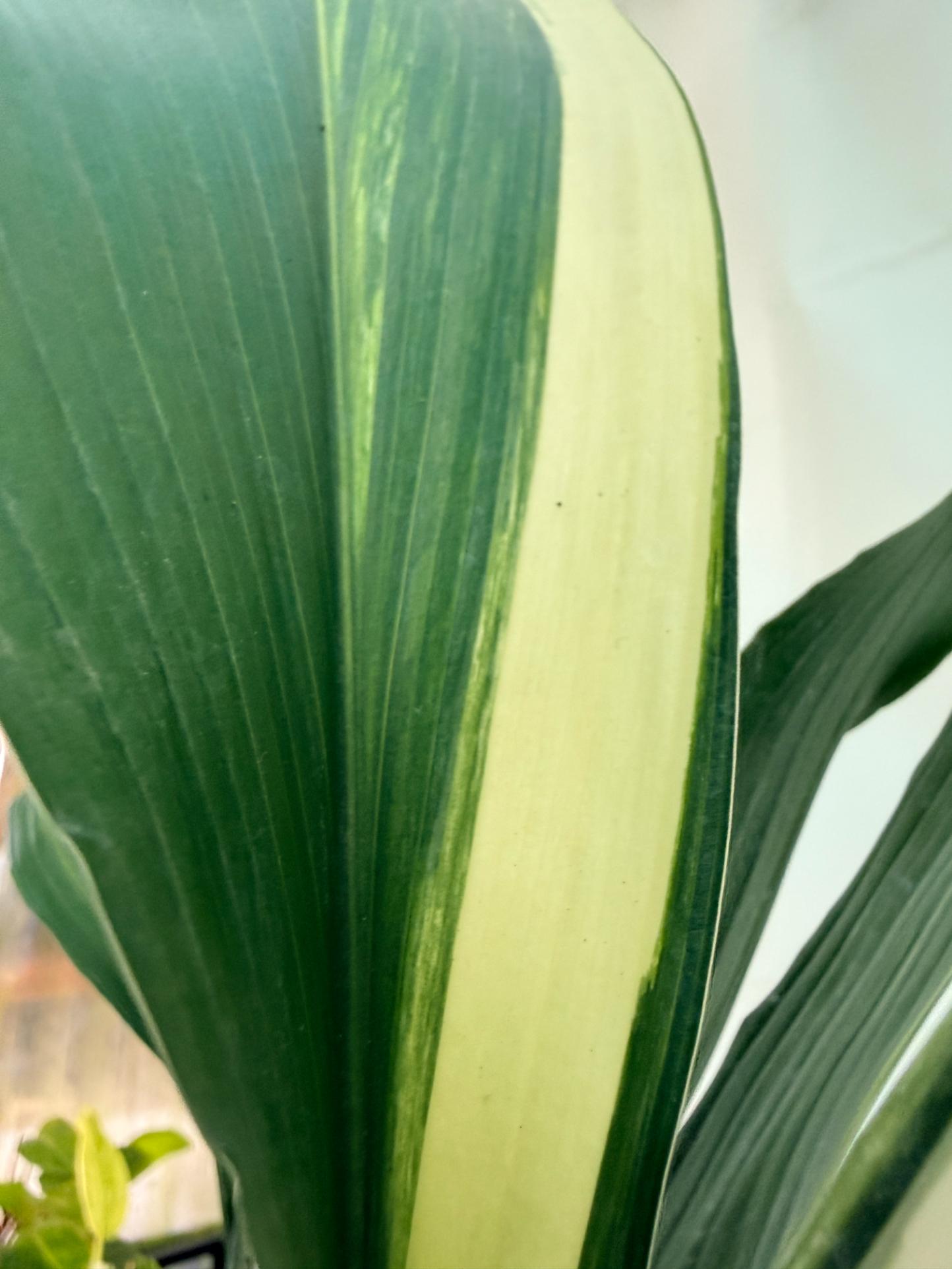 Aspidistra elatior variegata 3