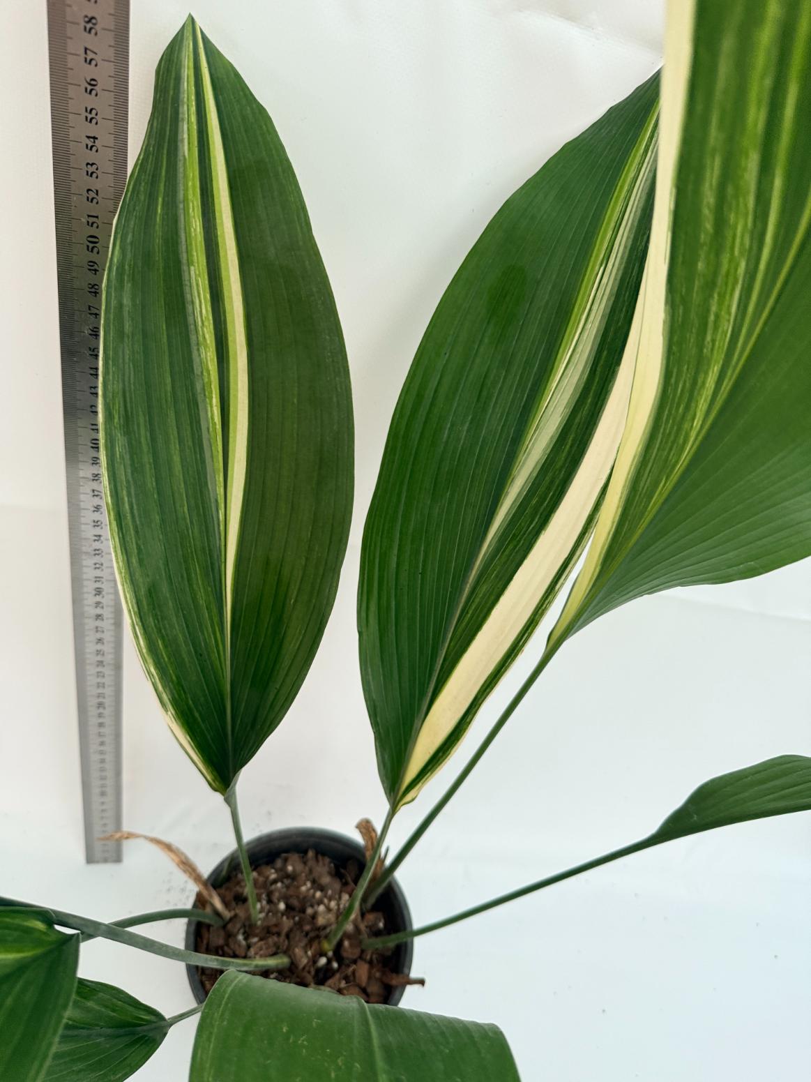 Aspidistra elatior variegata 10