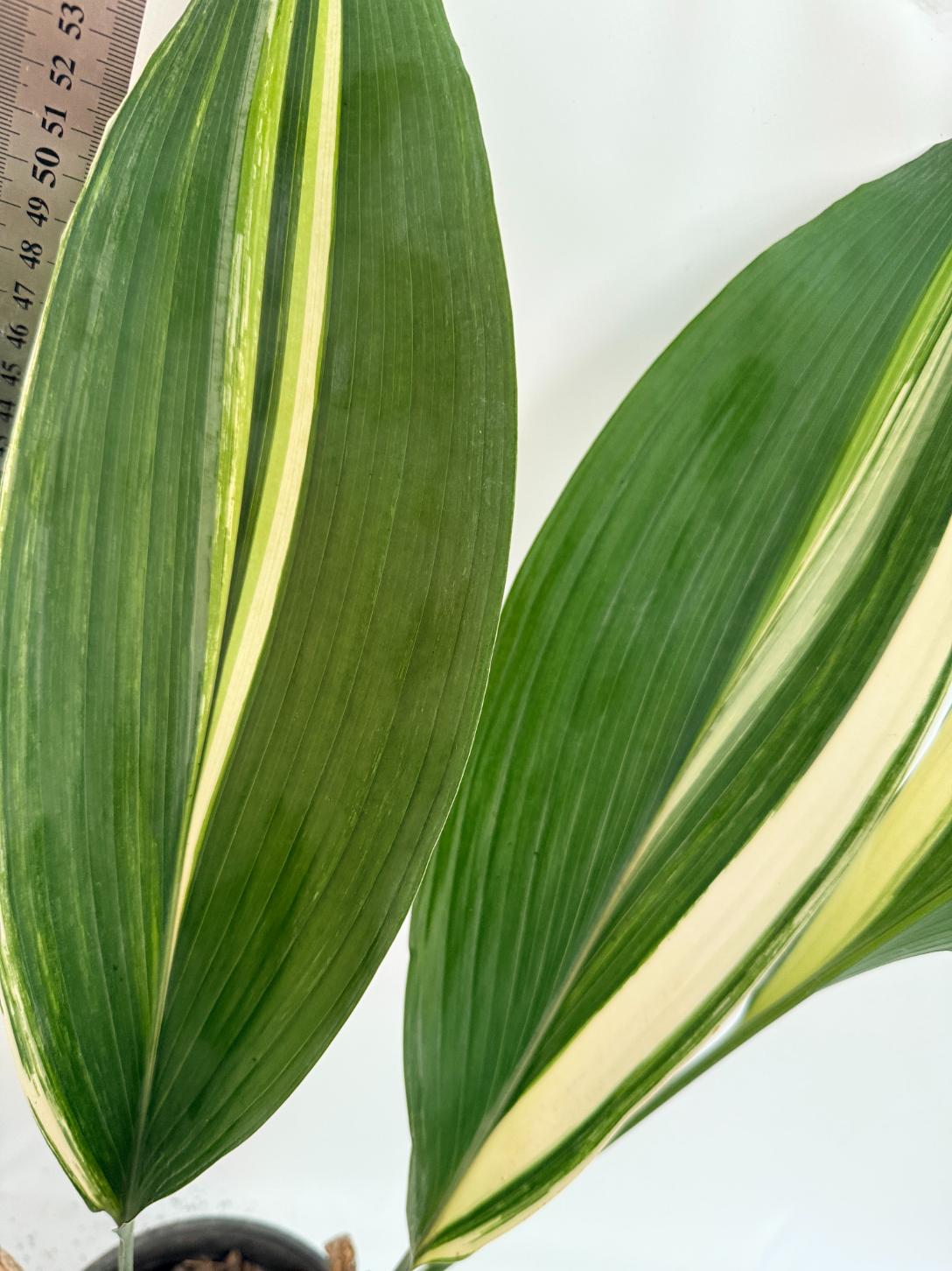 Aspidistra elatior variegata 2