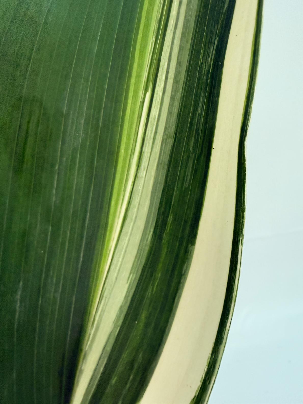 Aspidistra elatior variegata 11