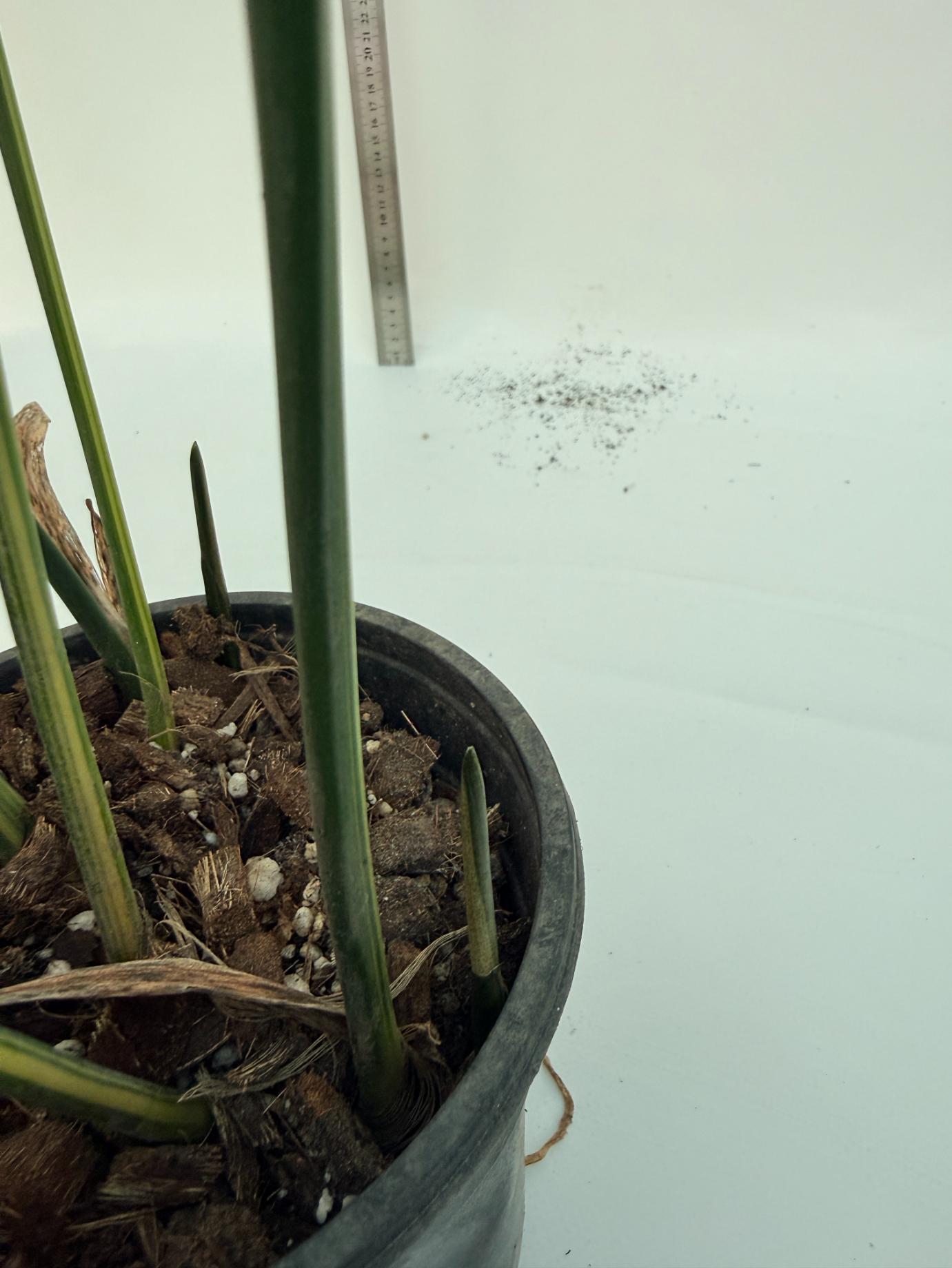 Aspidistra elatior variegata 12