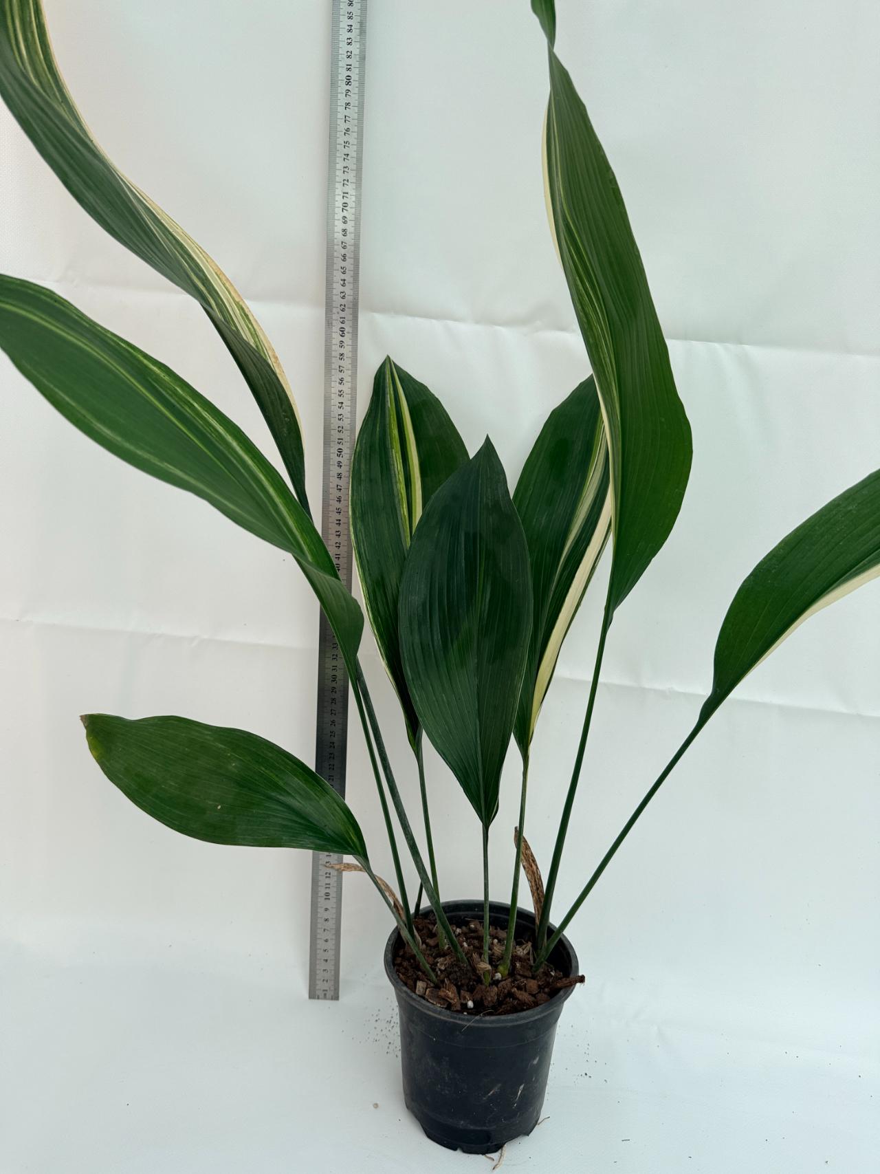 Aspidistra elatior variegata 1